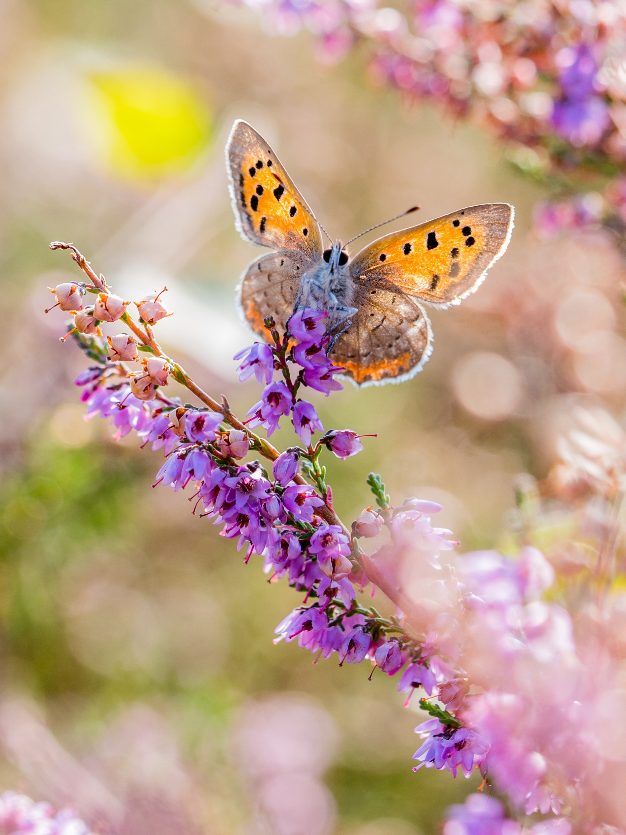 Download mobile wallpaper Flower, Macro, Insect, Butterfly, Animal, Purple Flower for free.