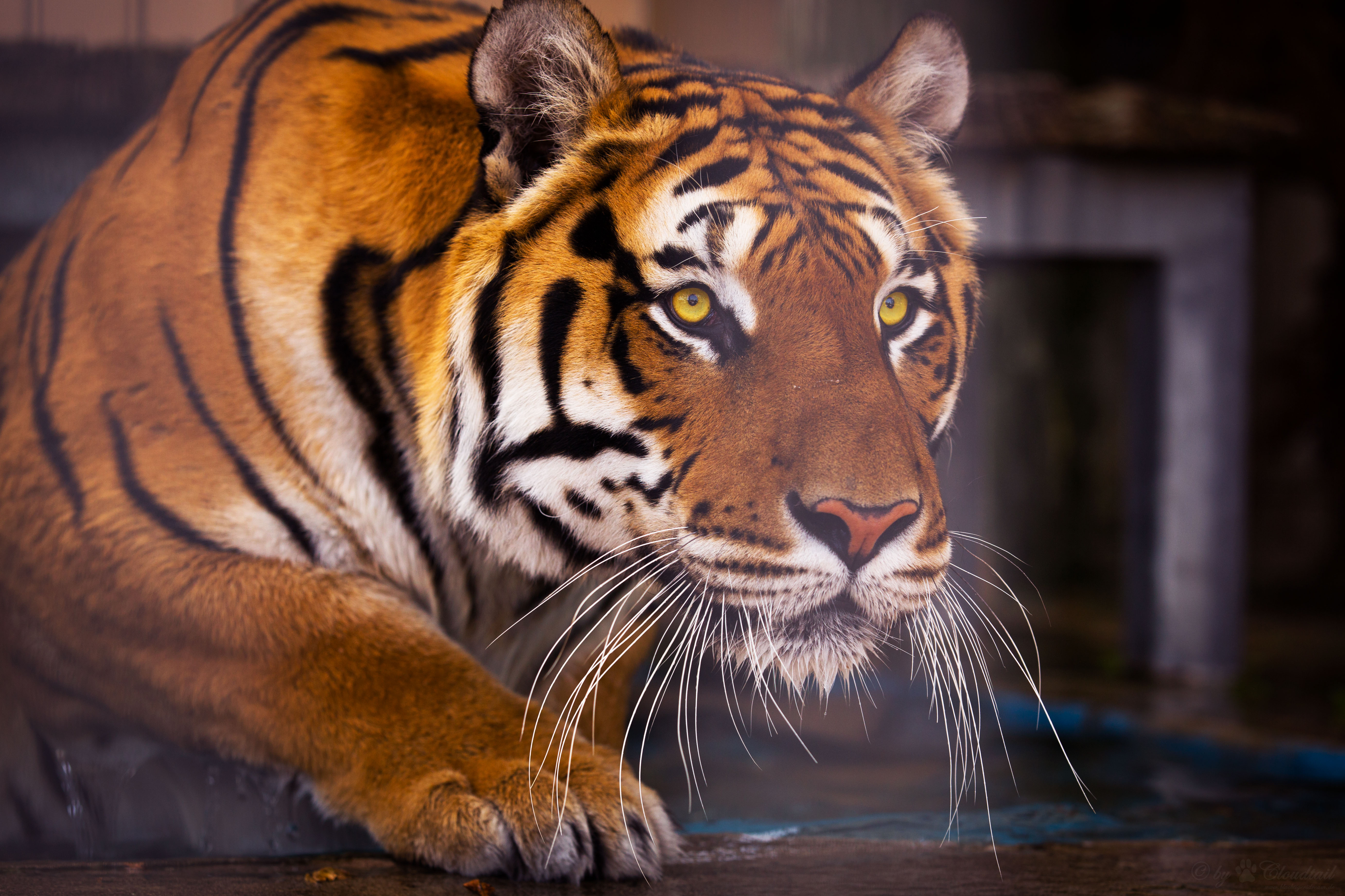 Baixar papel de parede para celular de Animais, Gatos, Tigre gratuito.