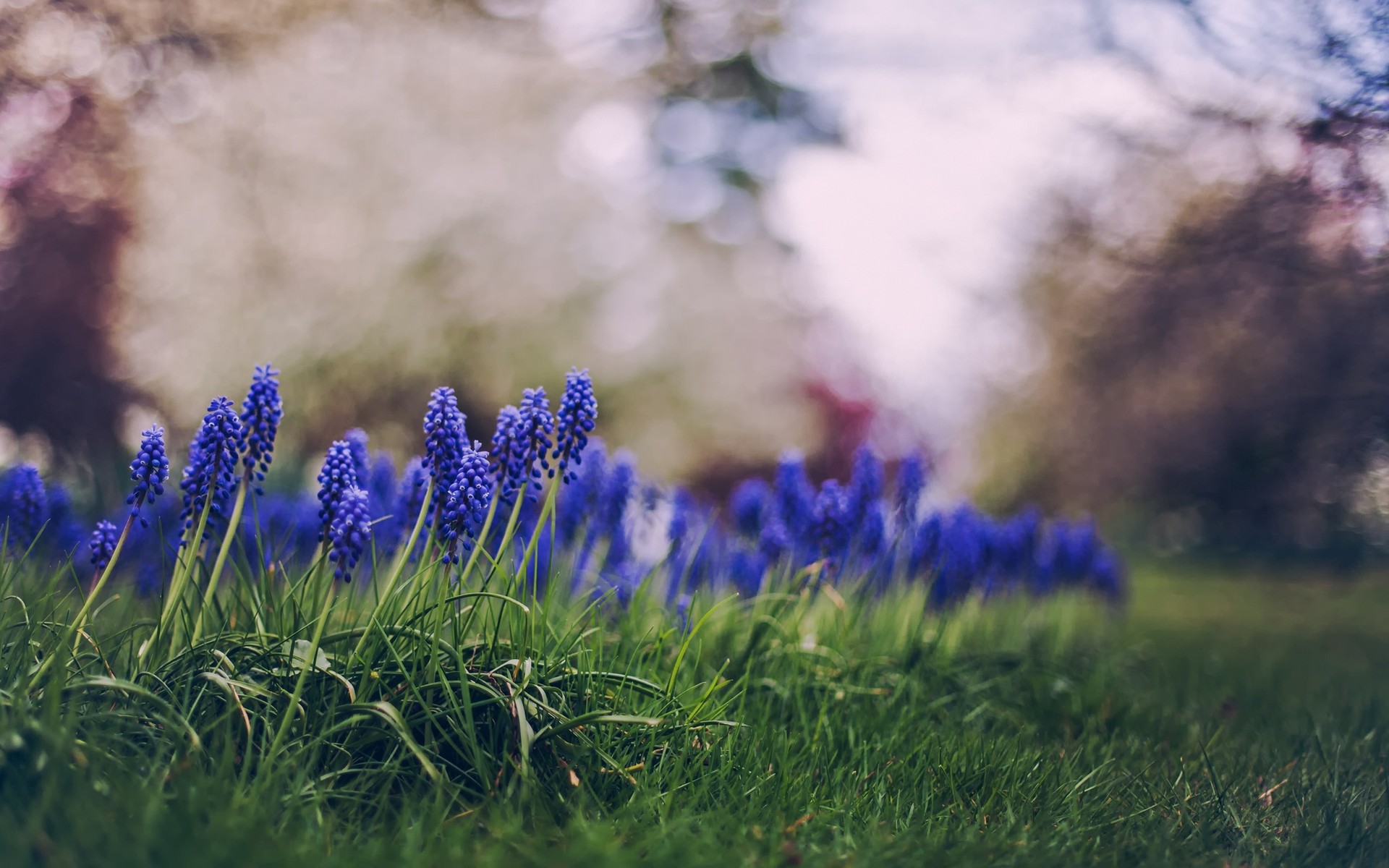 Téléchargez gratuitement l'image Fleurs, Fleur, Terre/nature sur le bureau de votre PC