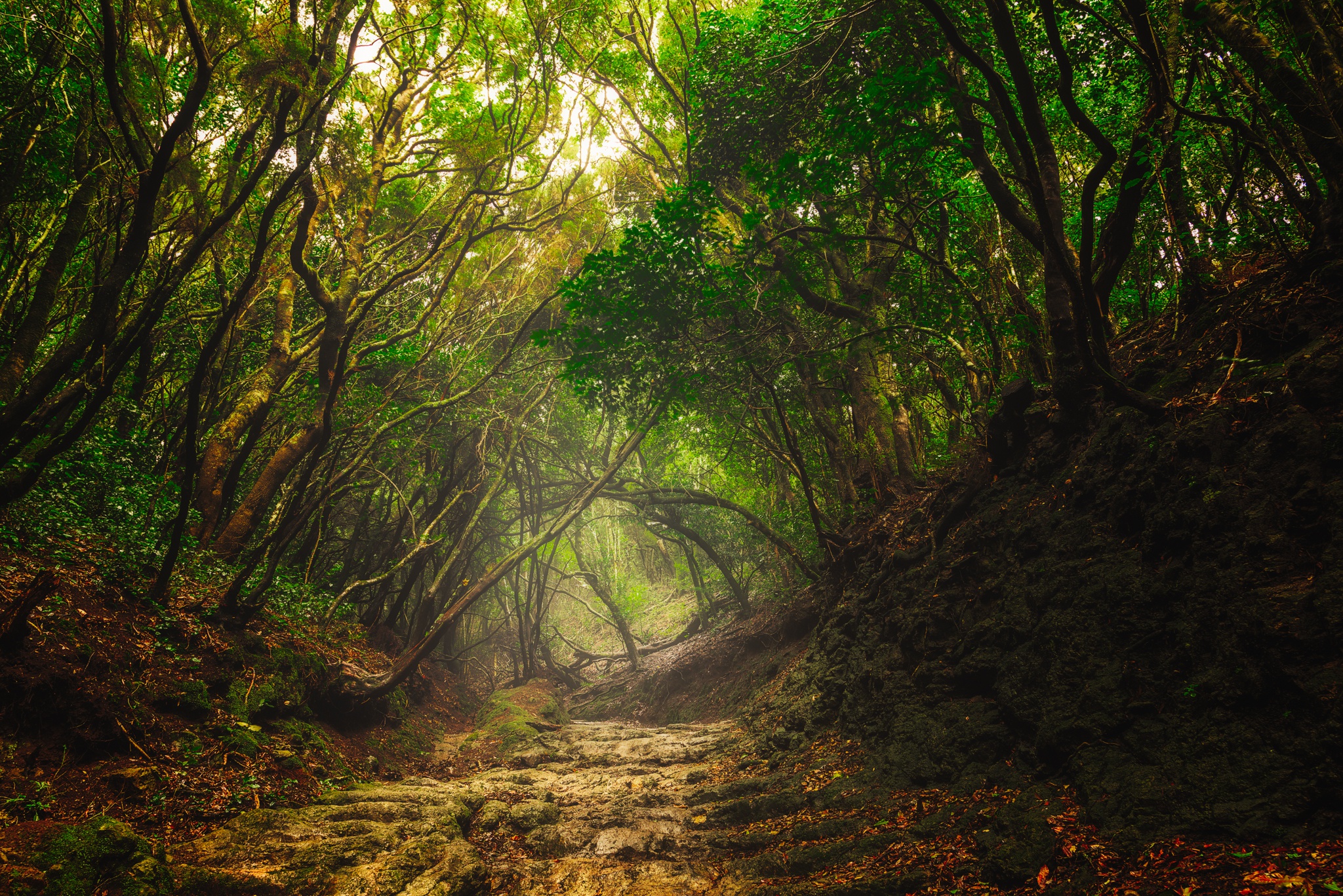 Baixar papel de parede para celular de Natureza, Caminho, Floresta, Árvore, Terra/natureza gratuito.