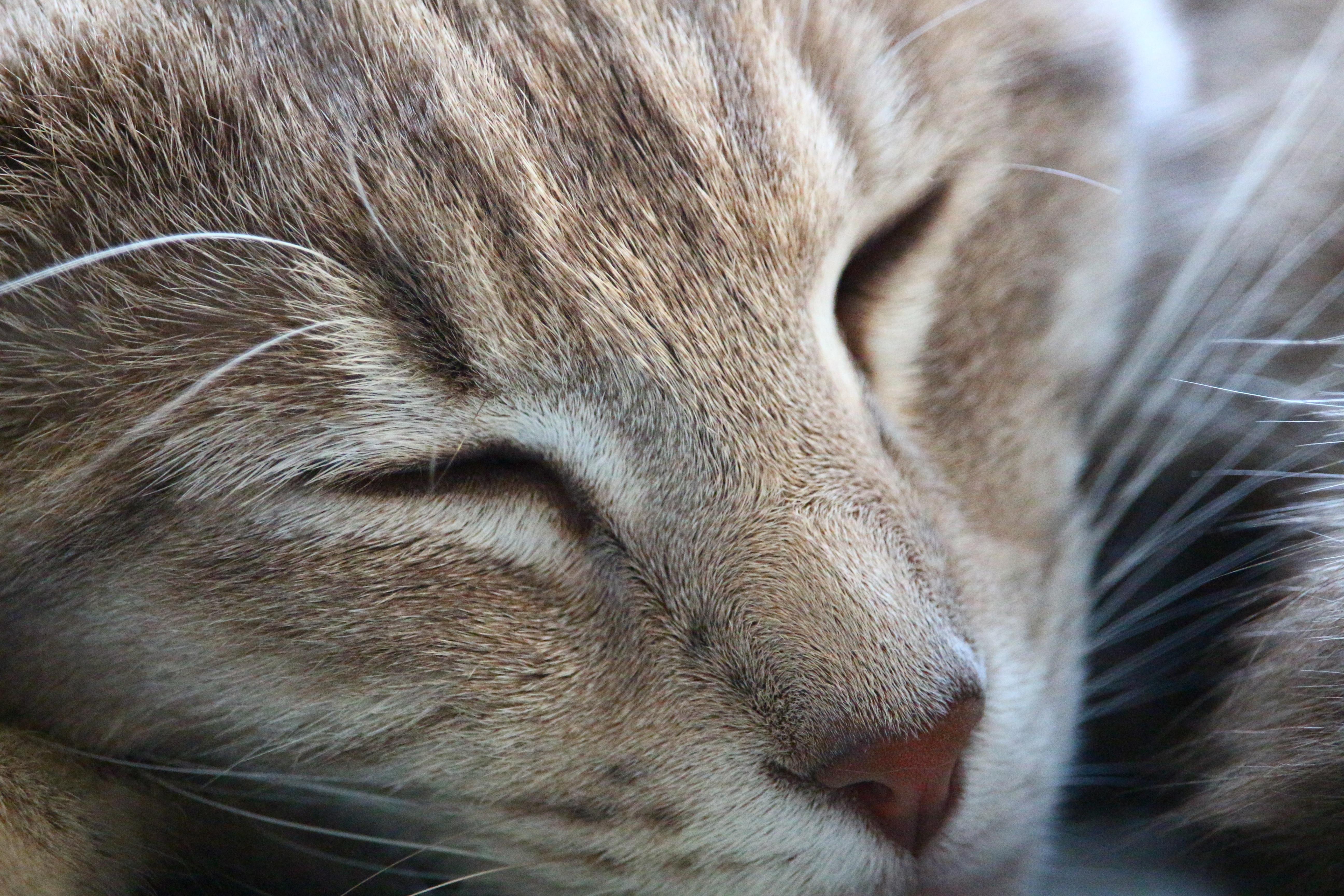 Download mobile wallpaper Cats, Cat, Muzzle, Animal, Sleeping for free.