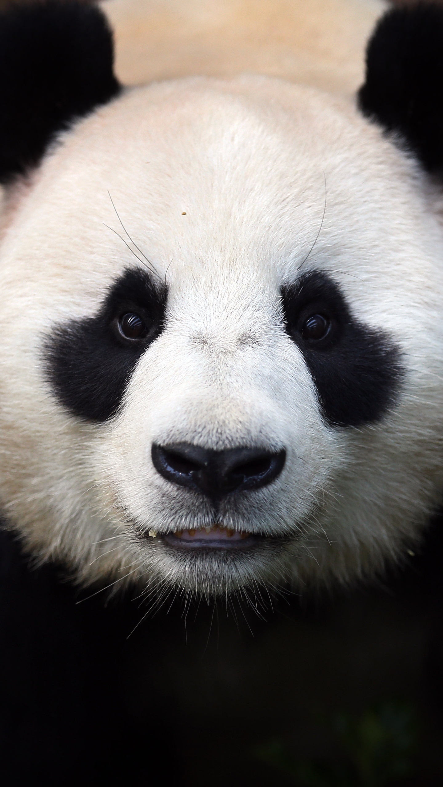 Handy-Wallpaper Tiere, Panda kostenlos herunterladen.