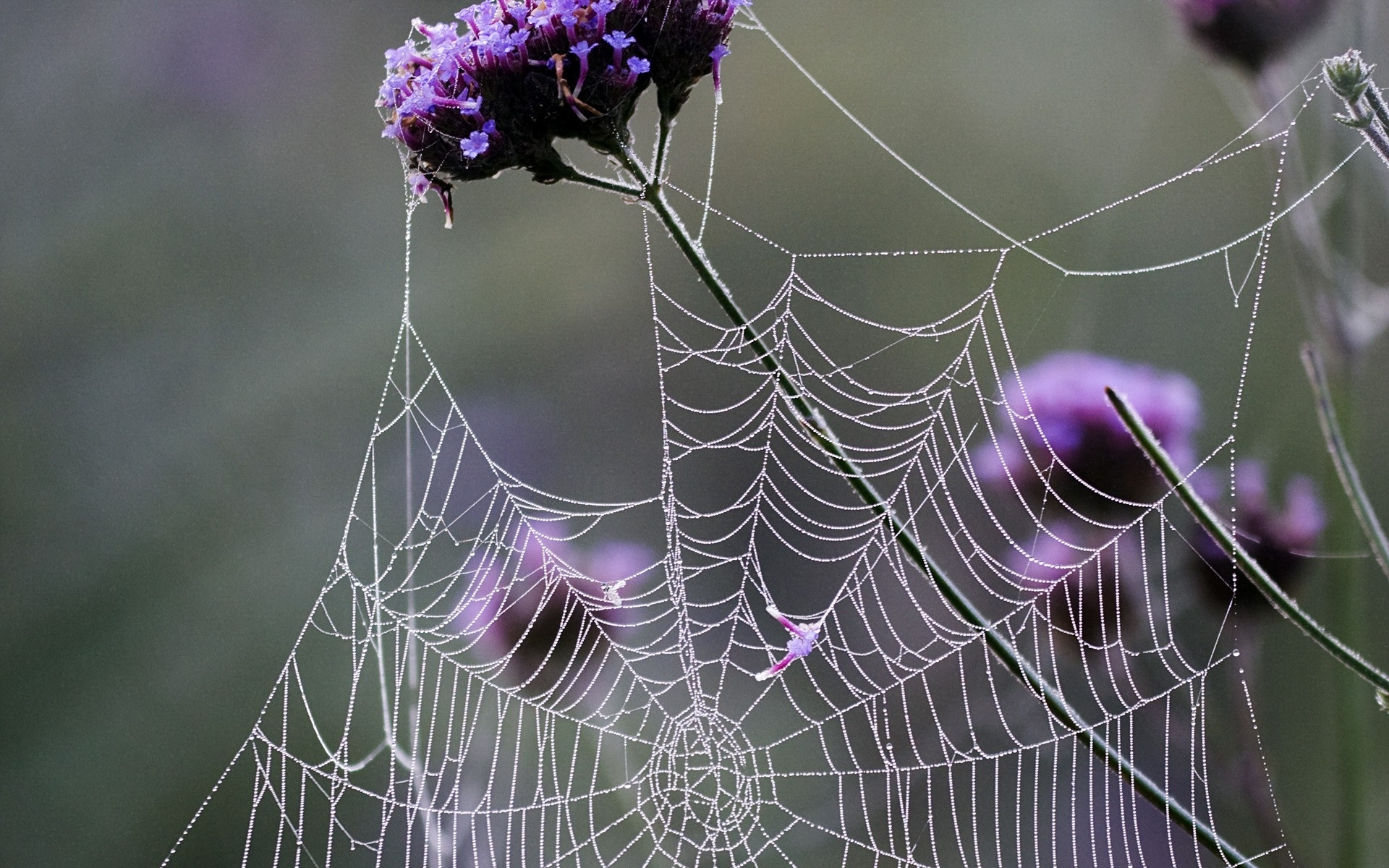 spider web, photography