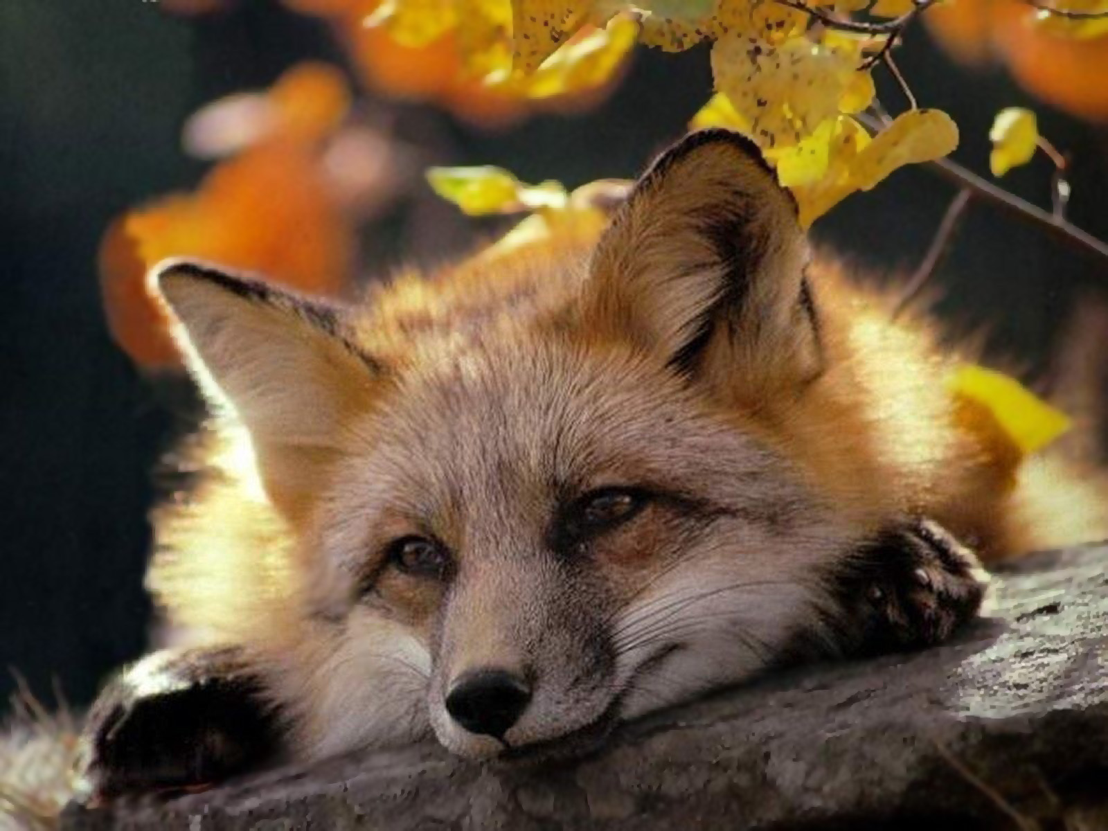 21110 Bild herunterladen tiere, fox, orange - Hintergrundbilder und Bildschirmschoner kostenlos