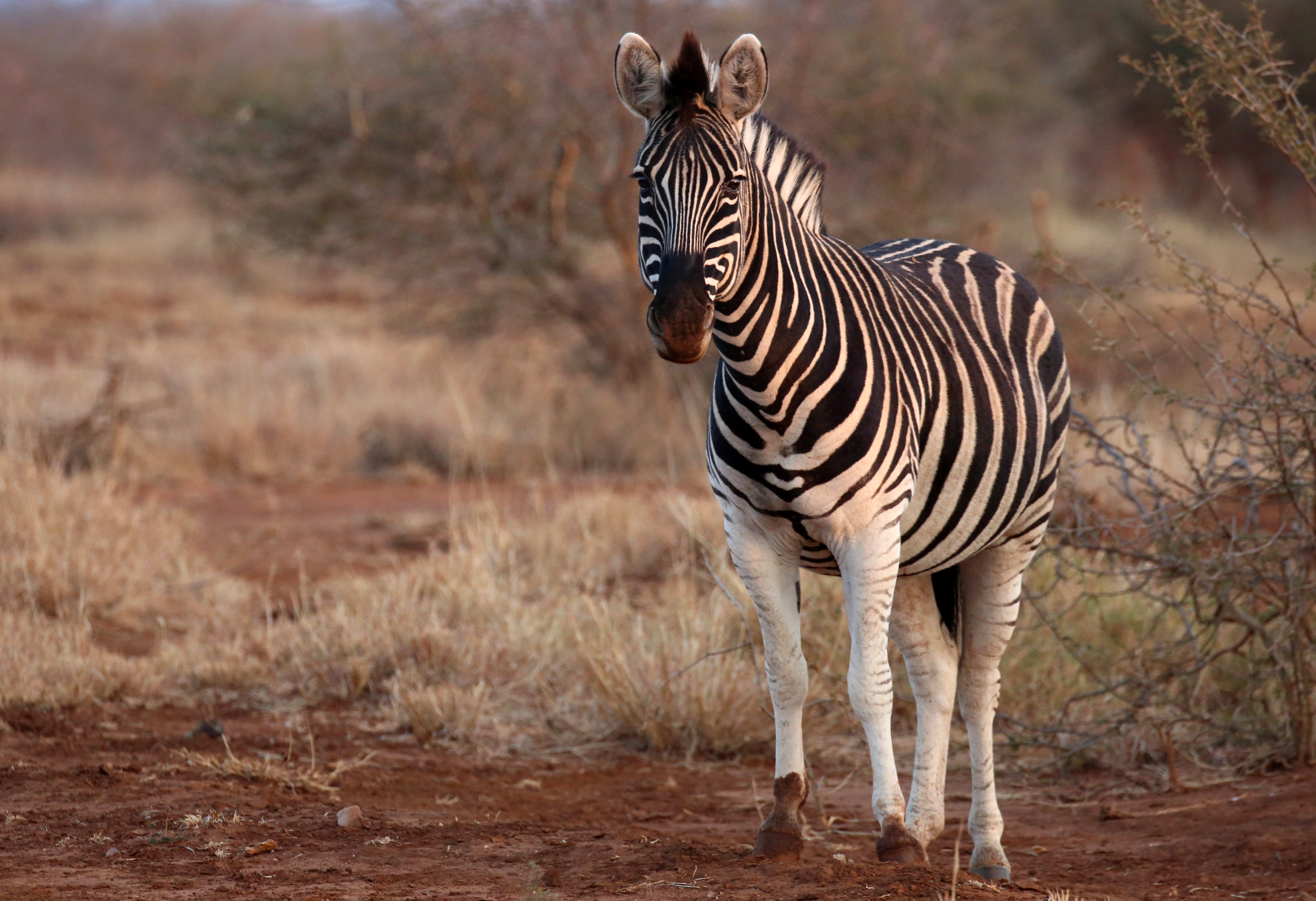 76290 descargar imagen animales, cebra, safari, fauna silvestre, vida silvestre, animal: fondos de pantalla y protectores de pantalla gratis