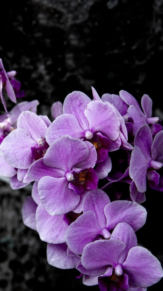 Download mobile wallpaper Nature, Flowers, Flower, Earth, Orchid, Purple Flower for free.