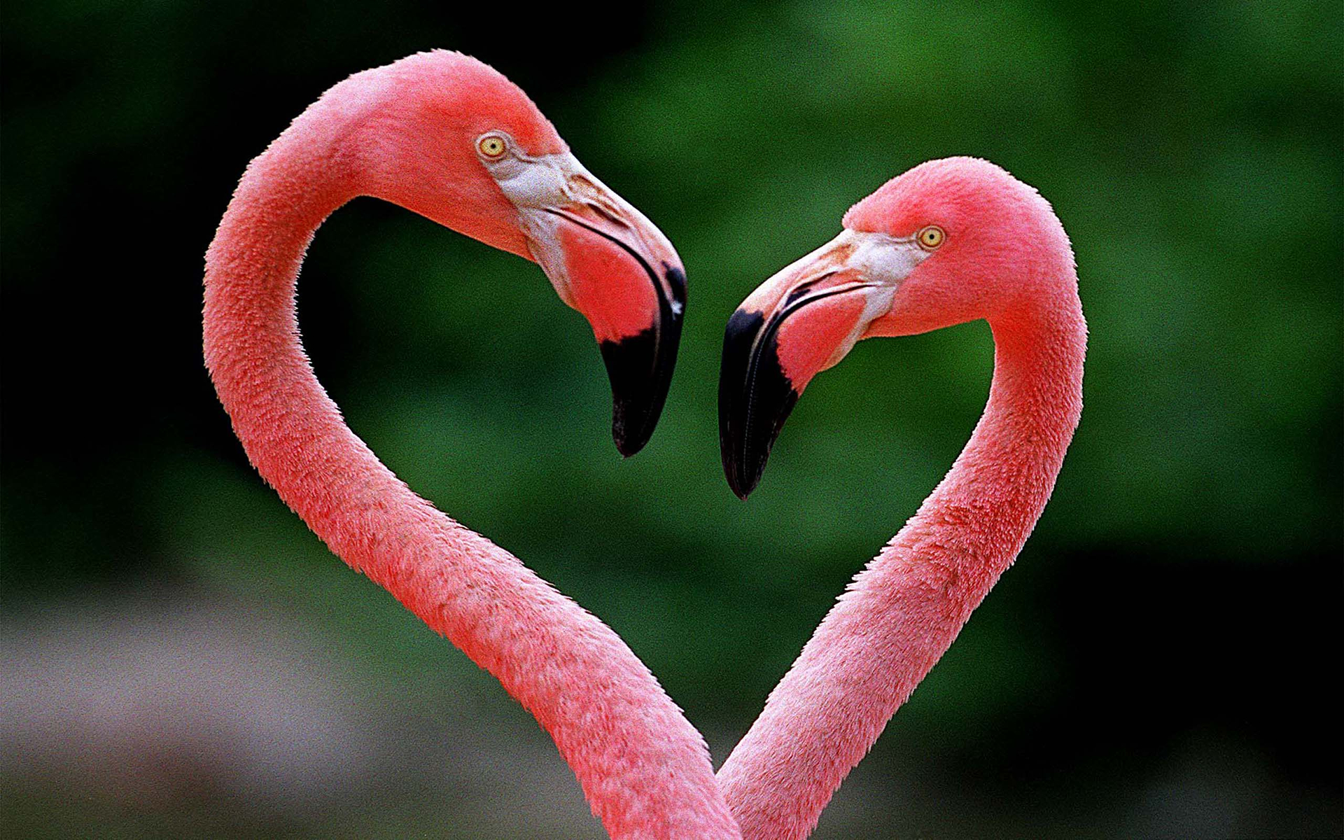 Free download wallpaper Birds, Flamingo, Bird, Animal, Heart Shaped on your PC desktop