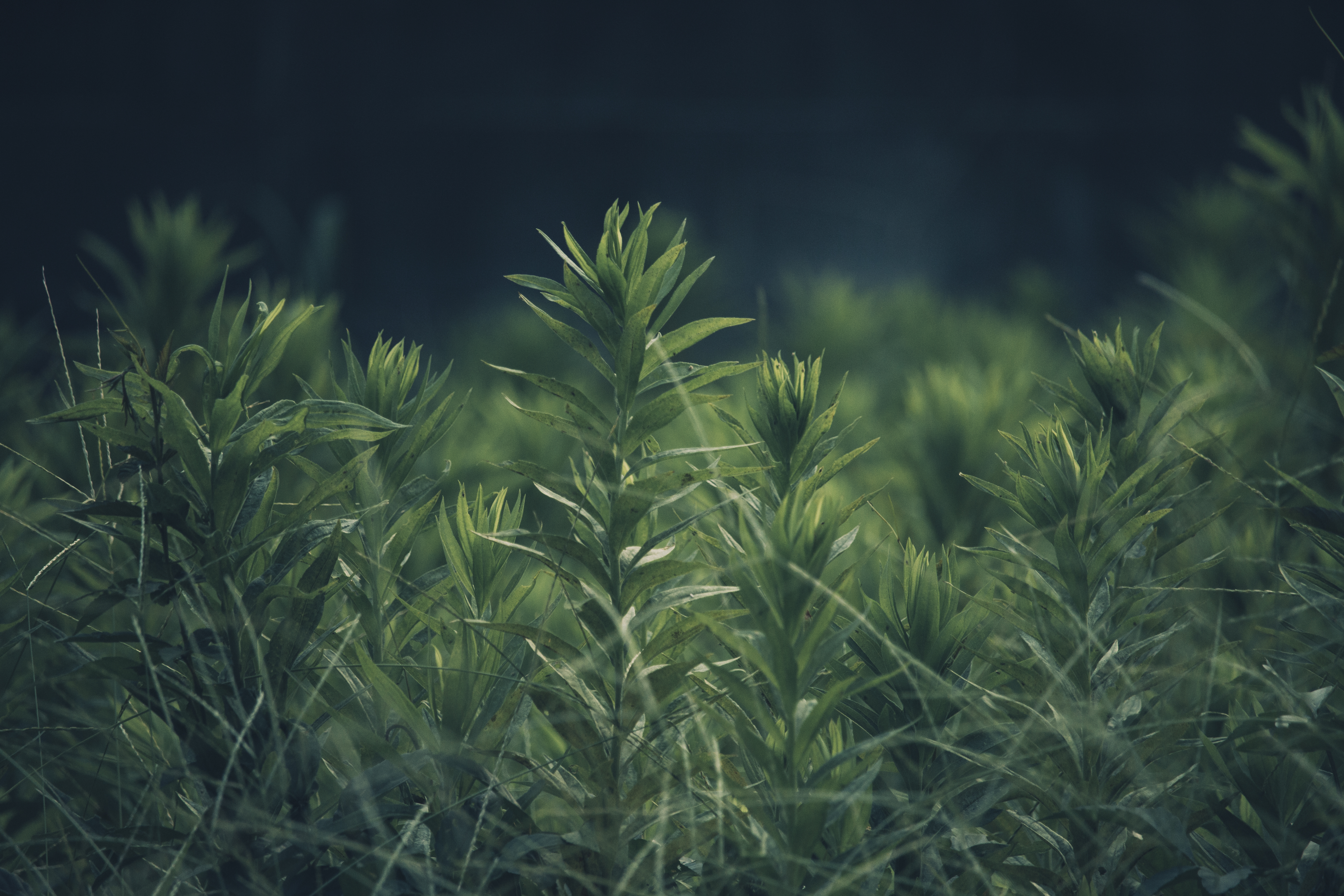 Free download wallpaper Nature, Grass, Smooth, Plant, Blur on your PC desktop