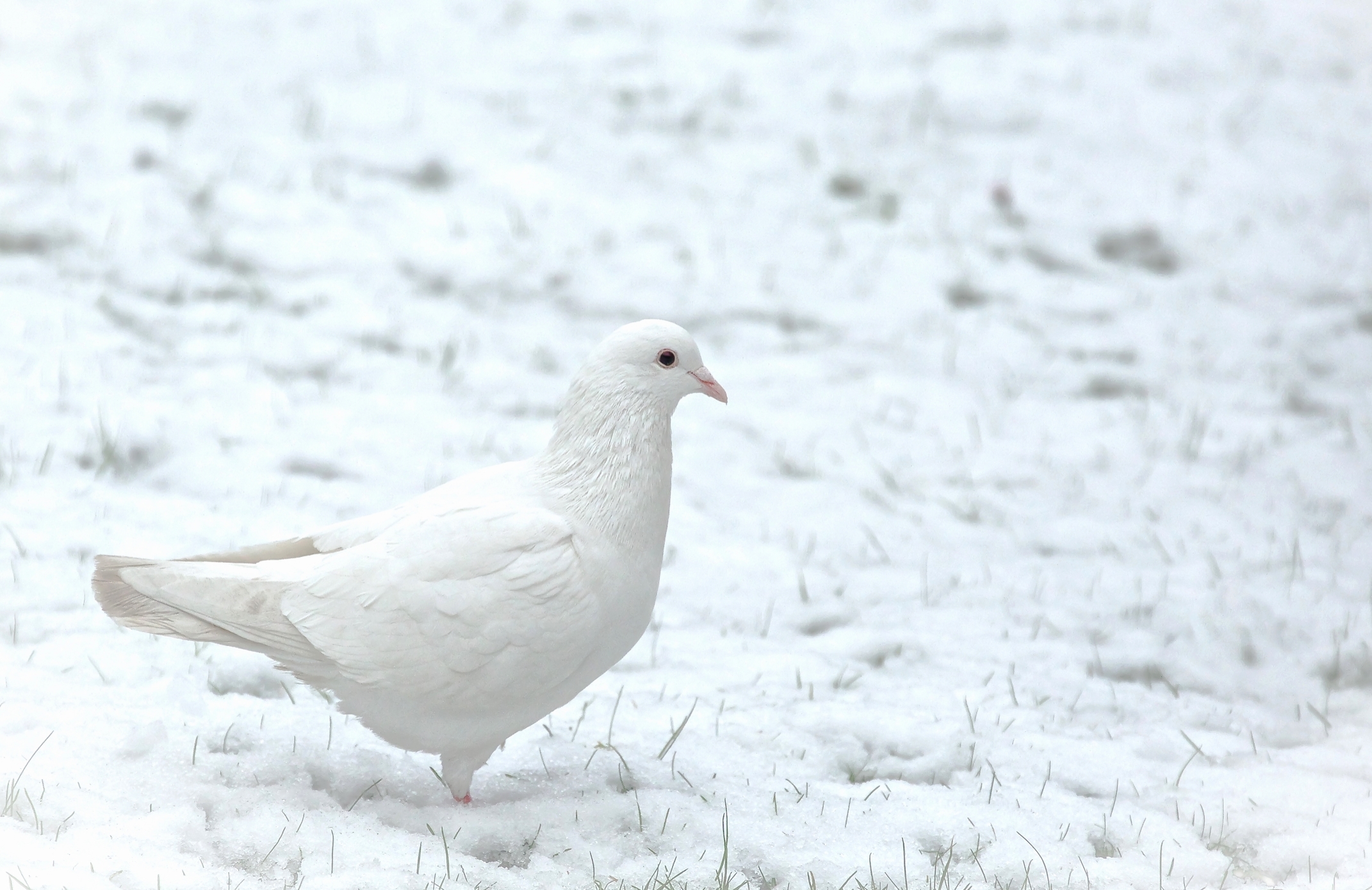 Descarga gratis la imagen Animales, Nieve, Paloma, Aves, Ave en el escritorio de tu PC