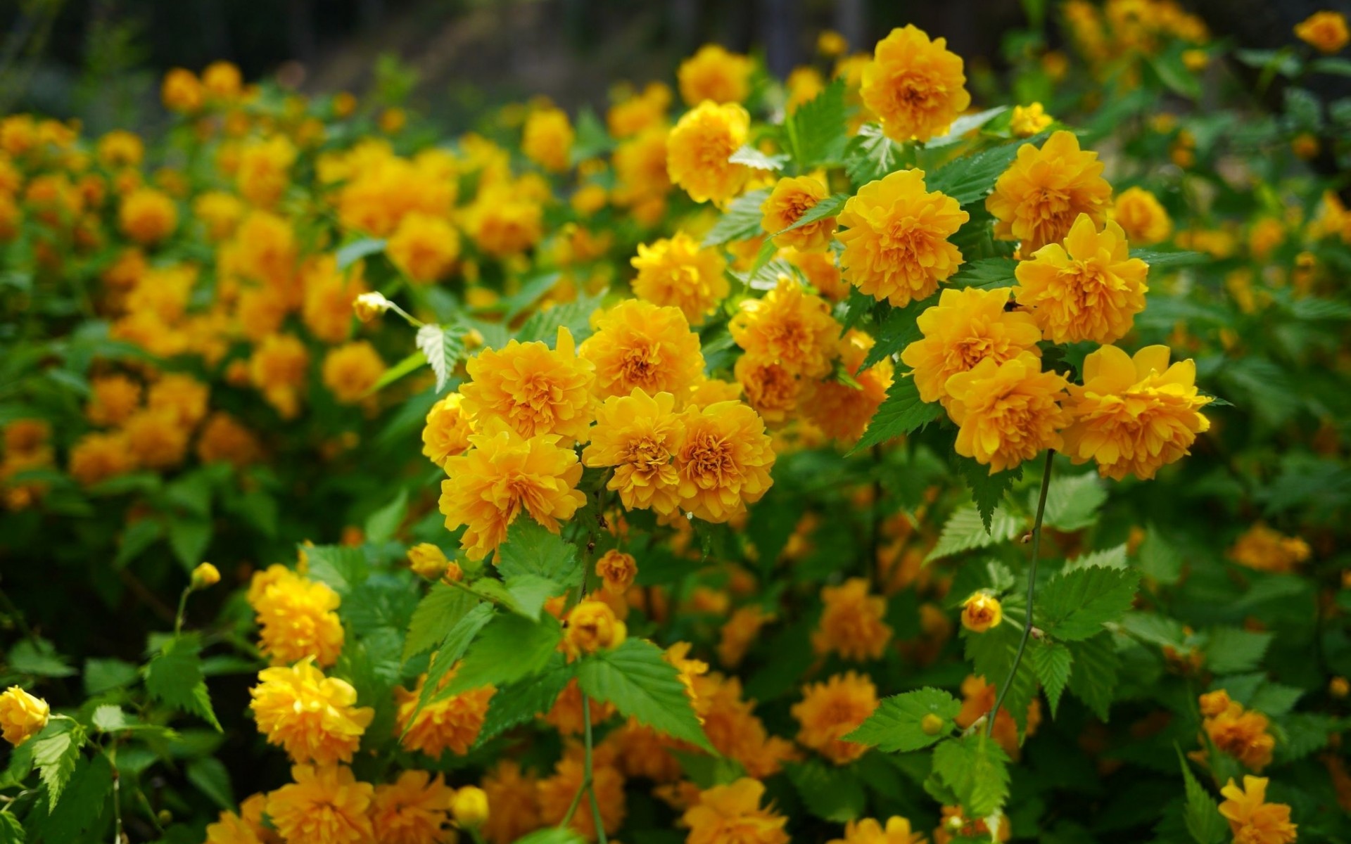 Descarga gratis la imagen Flor, Tierra/naturaleza en el escritorio de tu PC