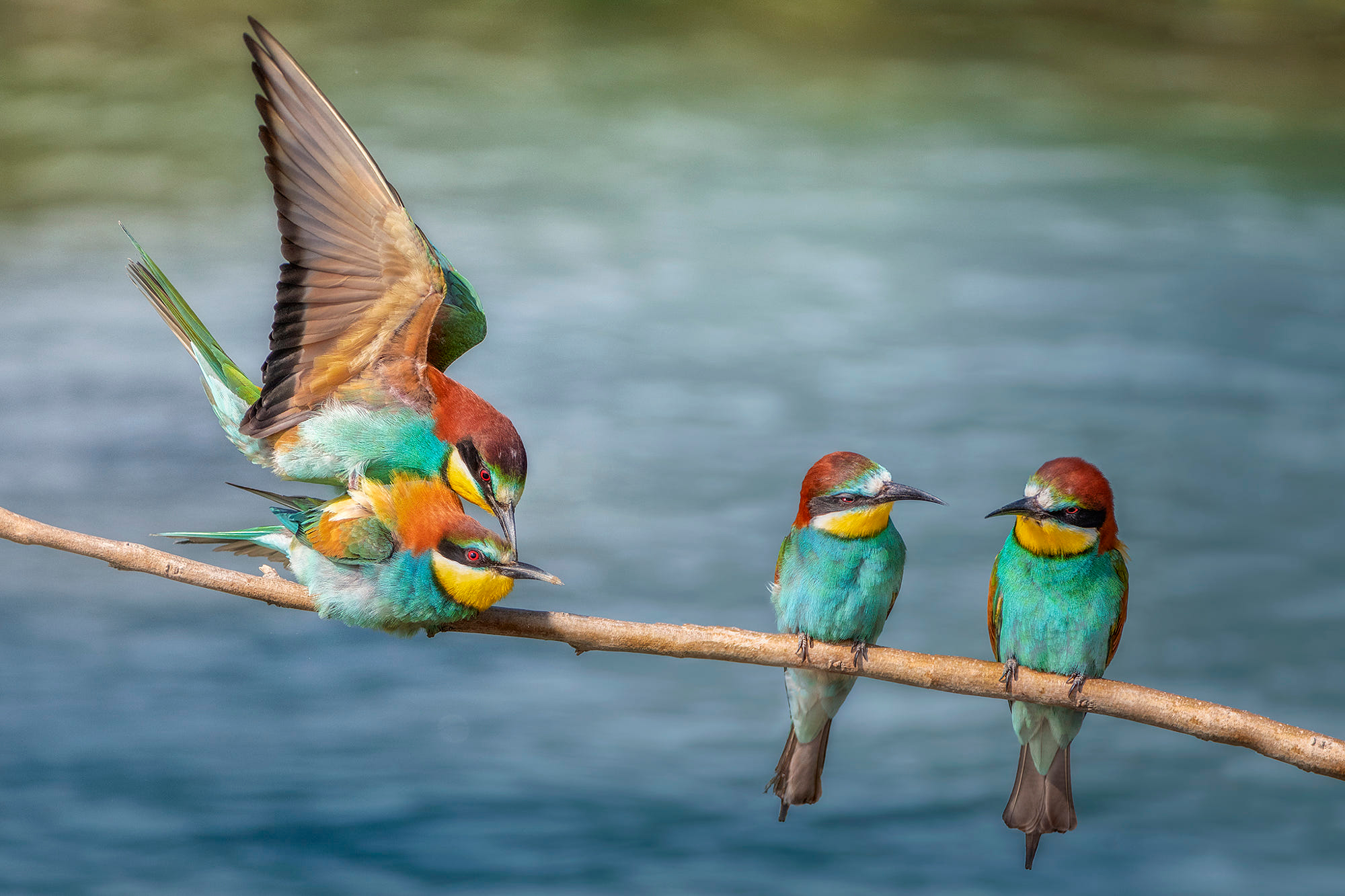 Free download wallpaper Birds, Bird, Animal, Bee Eater on your PC desktop