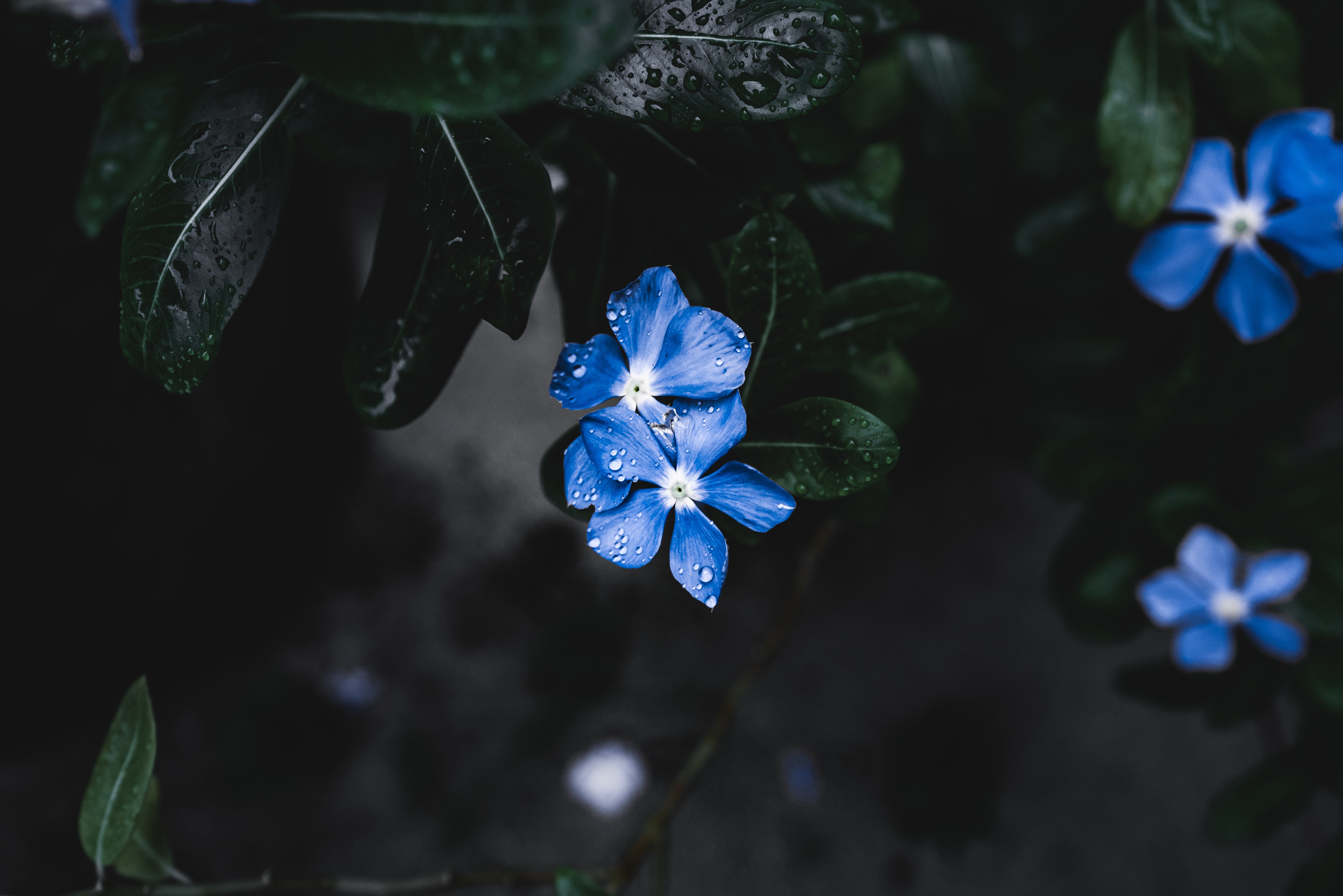 Download mobile wallpaper Flowers, Leaves, Plant, Drops, Dark for free.