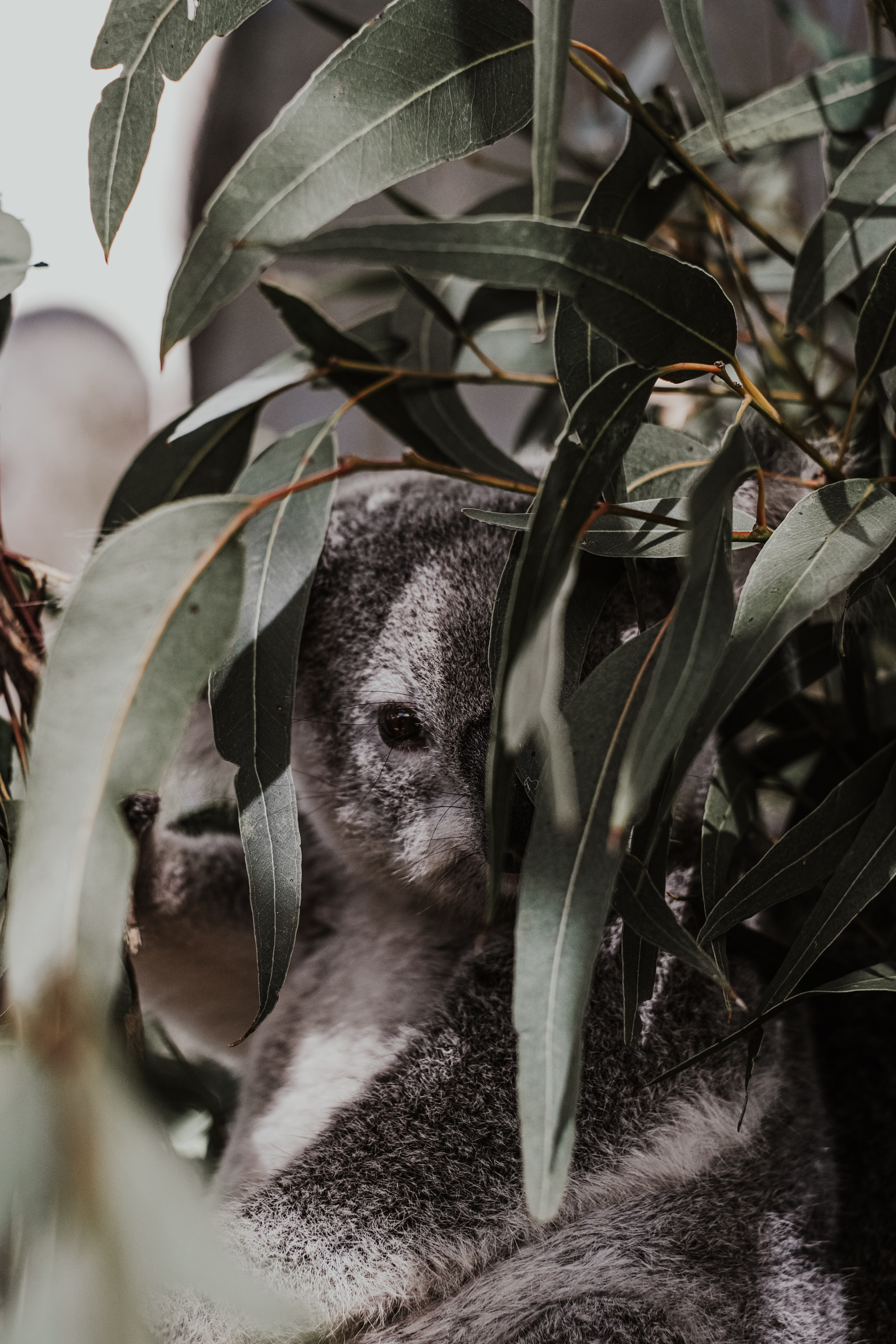 Download mobile wallpaper Animals, Branches, Animal, Leaves, Koala, Grey for free.