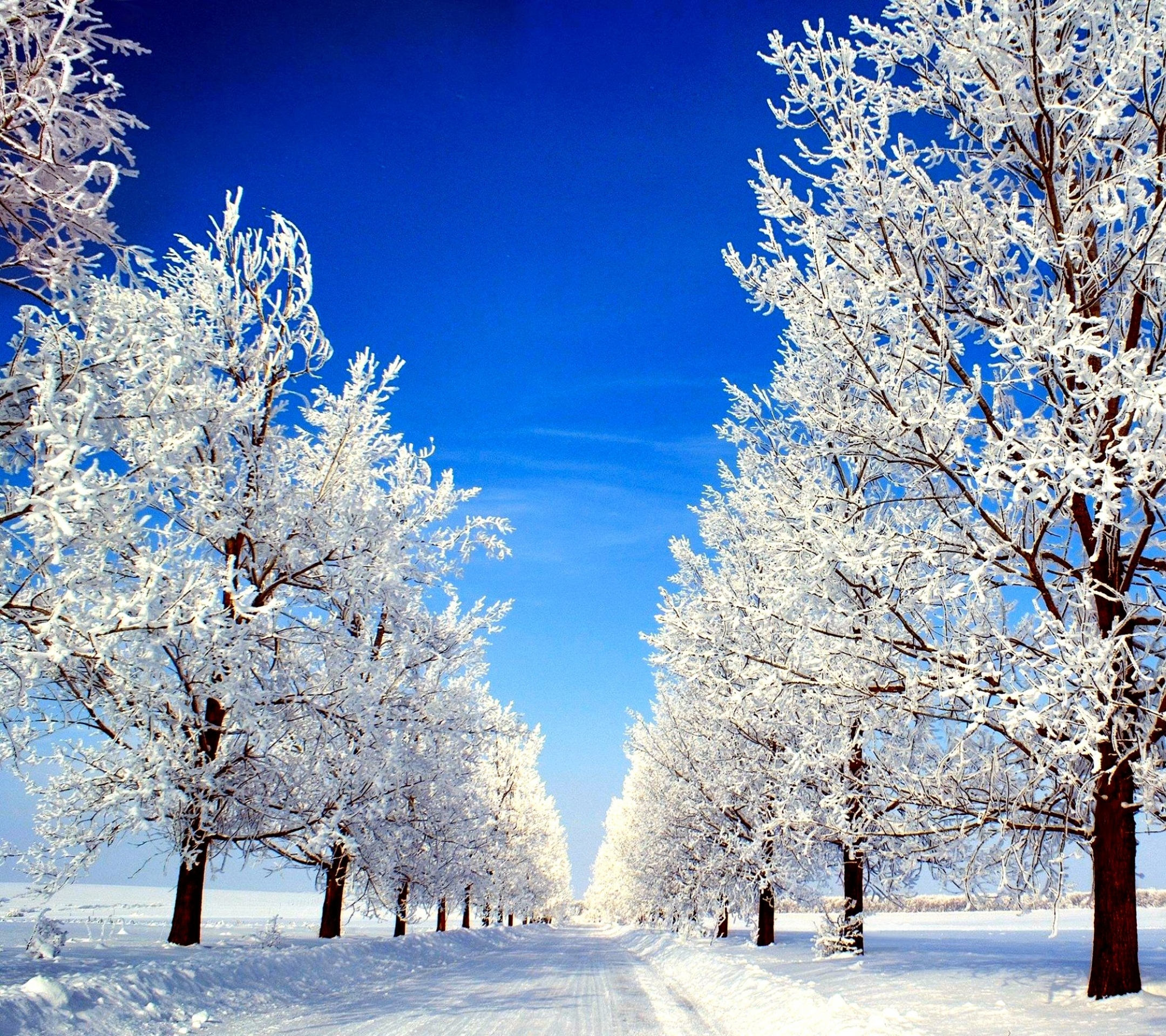 Download mobile wallpaper Winter, Nature, Trees, Sky, Snow, Road, Tree, Earth for free.