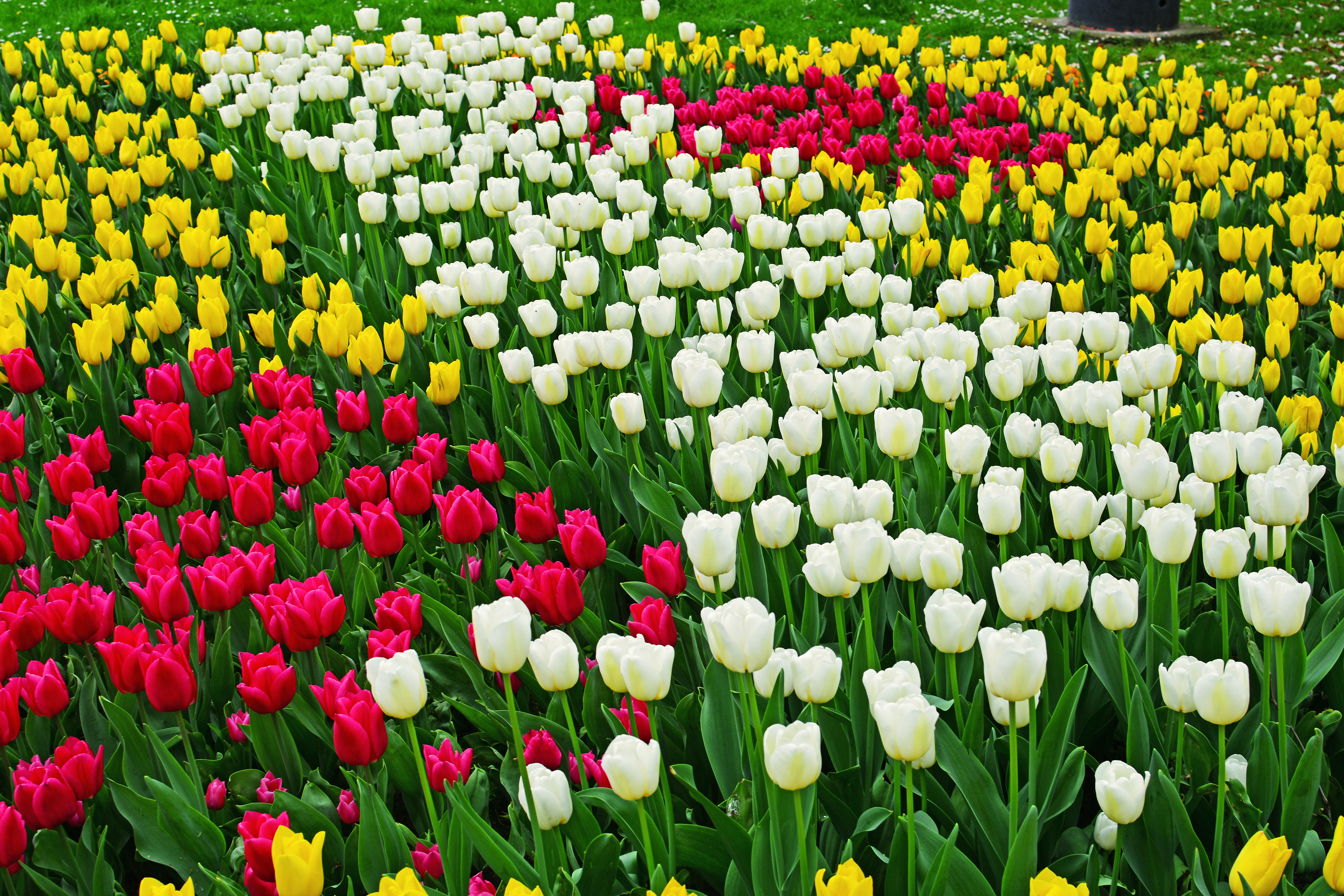 Download mobile wallpaper Flowers, Flower, Earth, Colors, Colorful, Spring, Tulip, Yellow Flower, White Flower, Pink Flower for free.