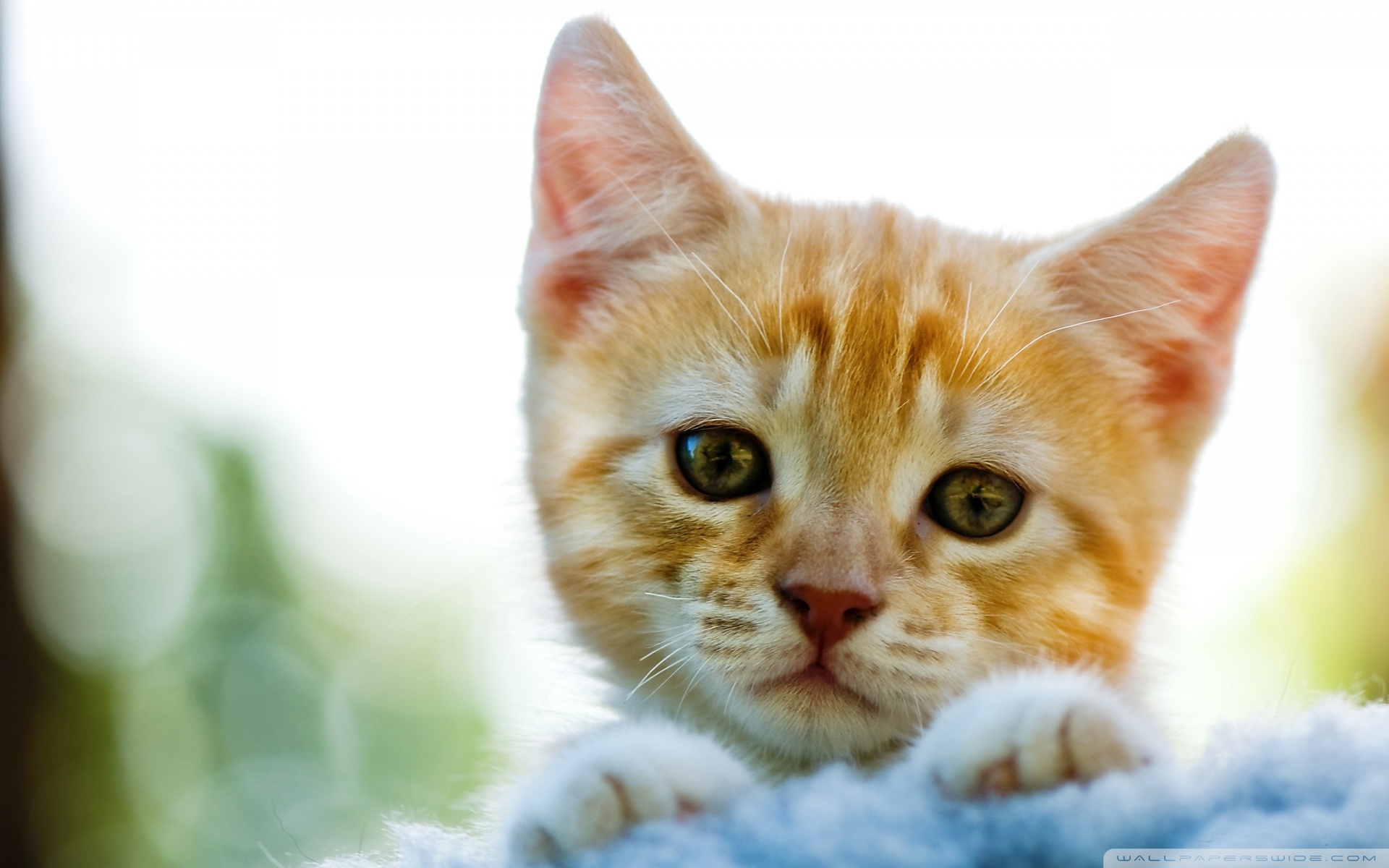 Free download wallpaper Cats, Cat, Animal on your PC desktop