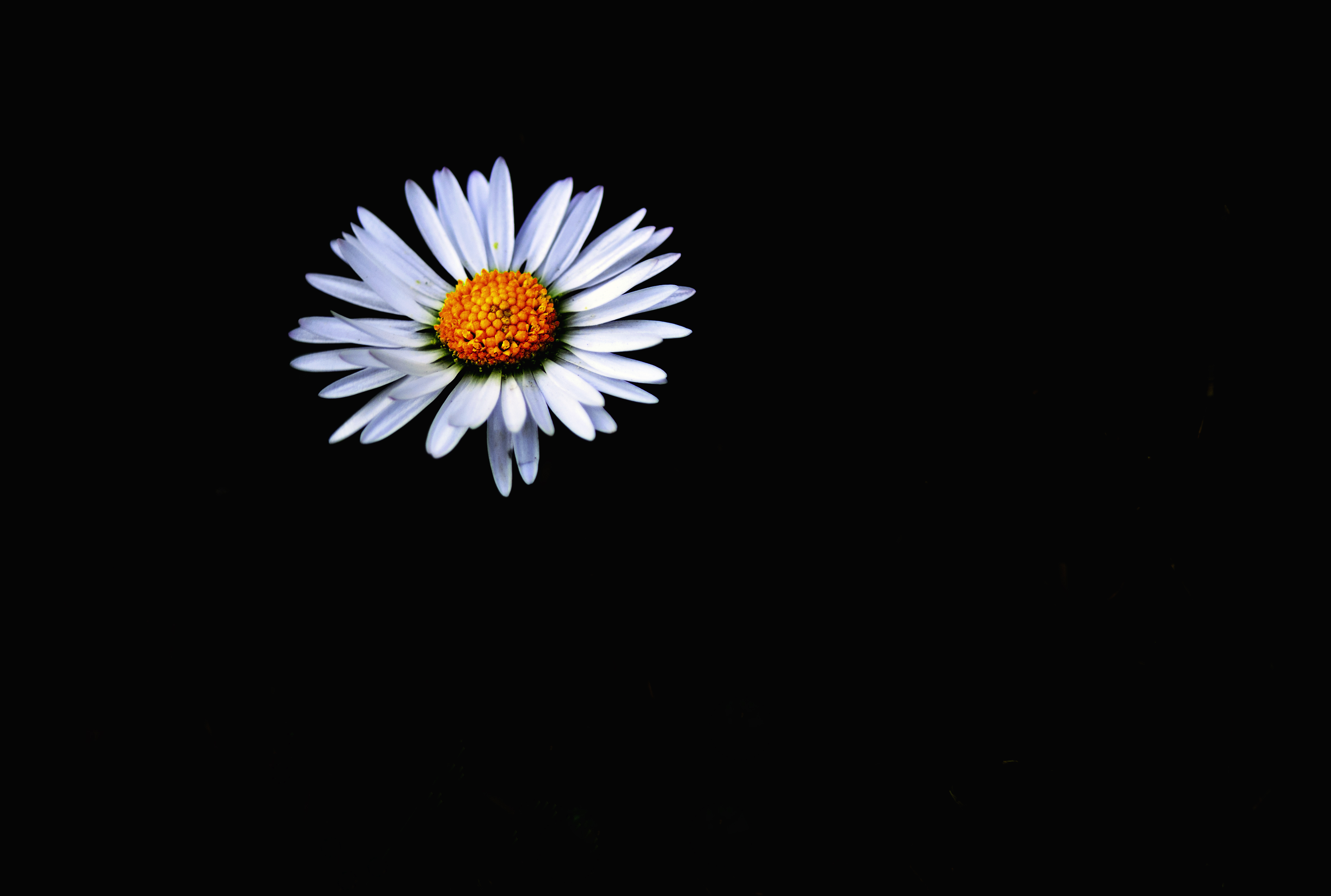75291 télécharger le fond d'écran fleurs, camomille, blanc, fleur, minimalisme, obscurité - économiseurs d'écran et images gratuitement