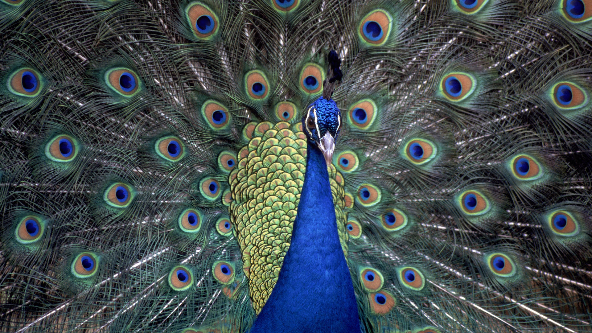 186036 descargar imagen animales, pavo real, aves: fondos de pantalla y protectores de pantalla gratis