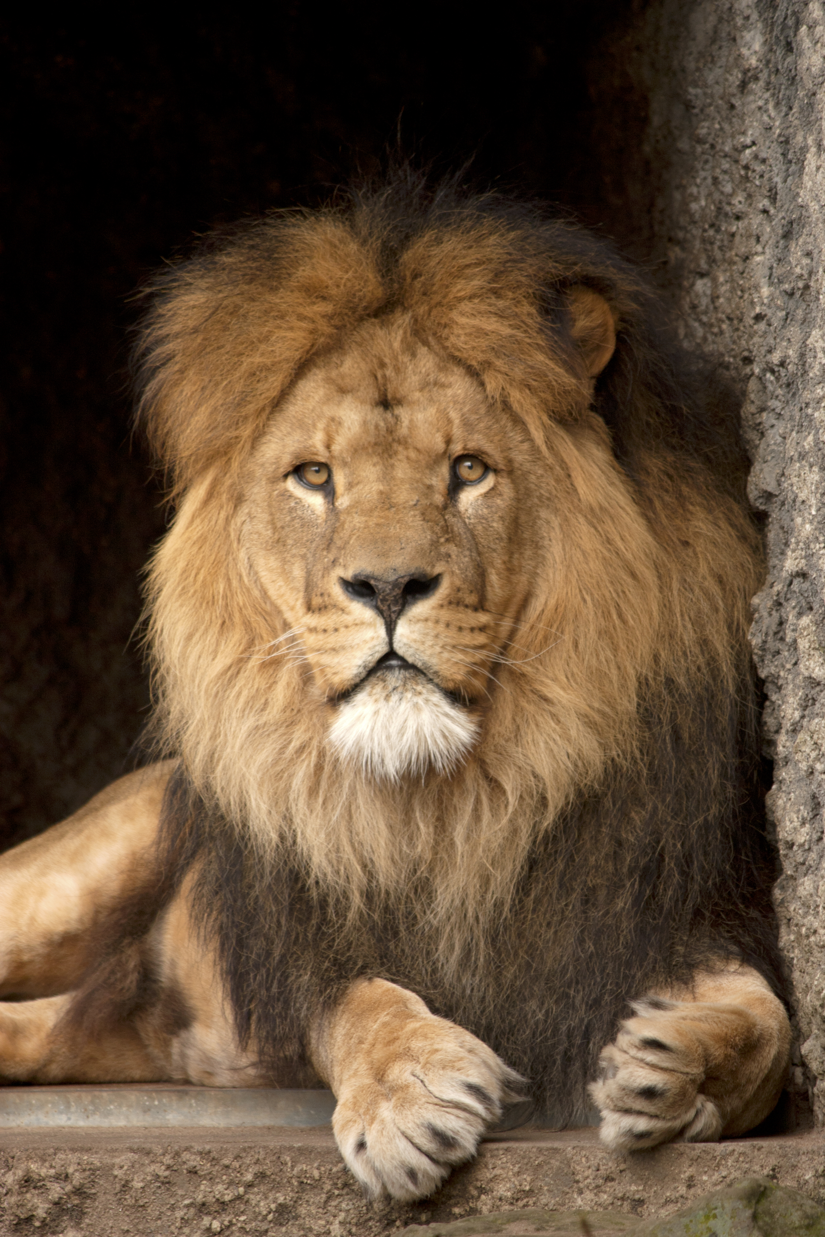 100711 baixar papel de parede leão, rei das bestas, rei das feras, visão, animais, um leão, predator, predador, gato grande, opinião - protetores de tela e imagens gratuitamente