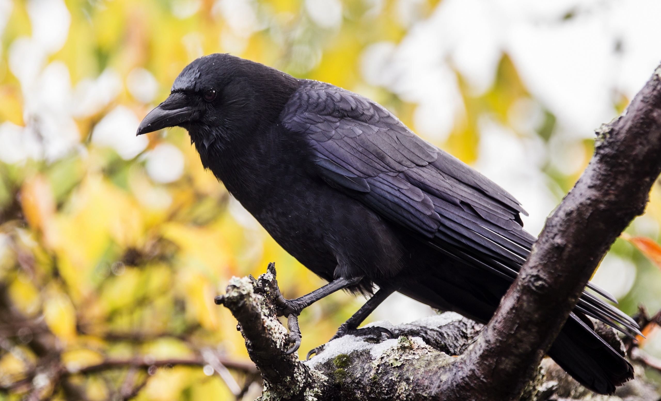 Download mobile wallpaper Bird, Animal, Crow, Depth Of Field for free.