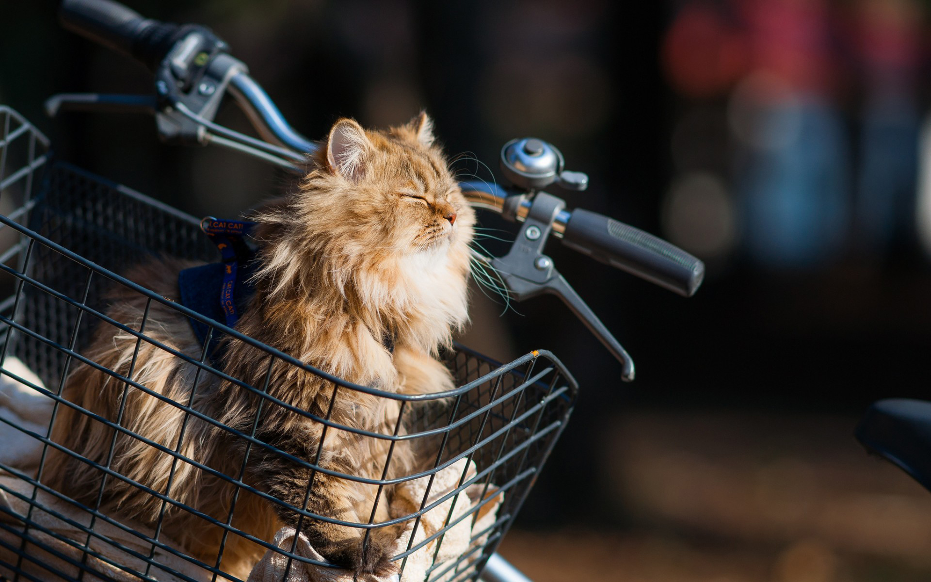 Baixar papel de parede para celular de Animais, Gato gratuito.