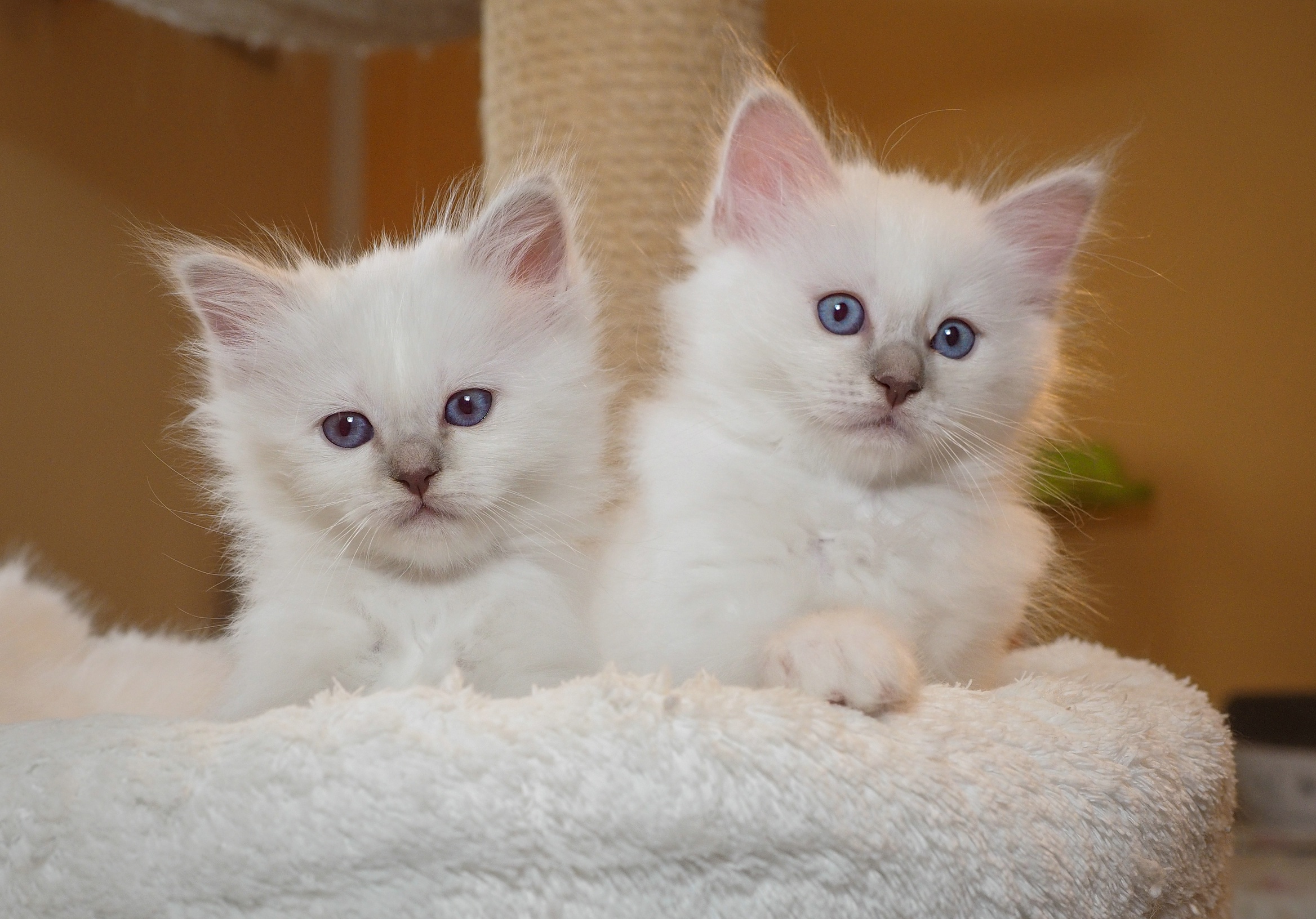 無料モバイル壁紙動物, ネコ, 猫, 子猫, 赤ちゃん動物をダウンロードします。