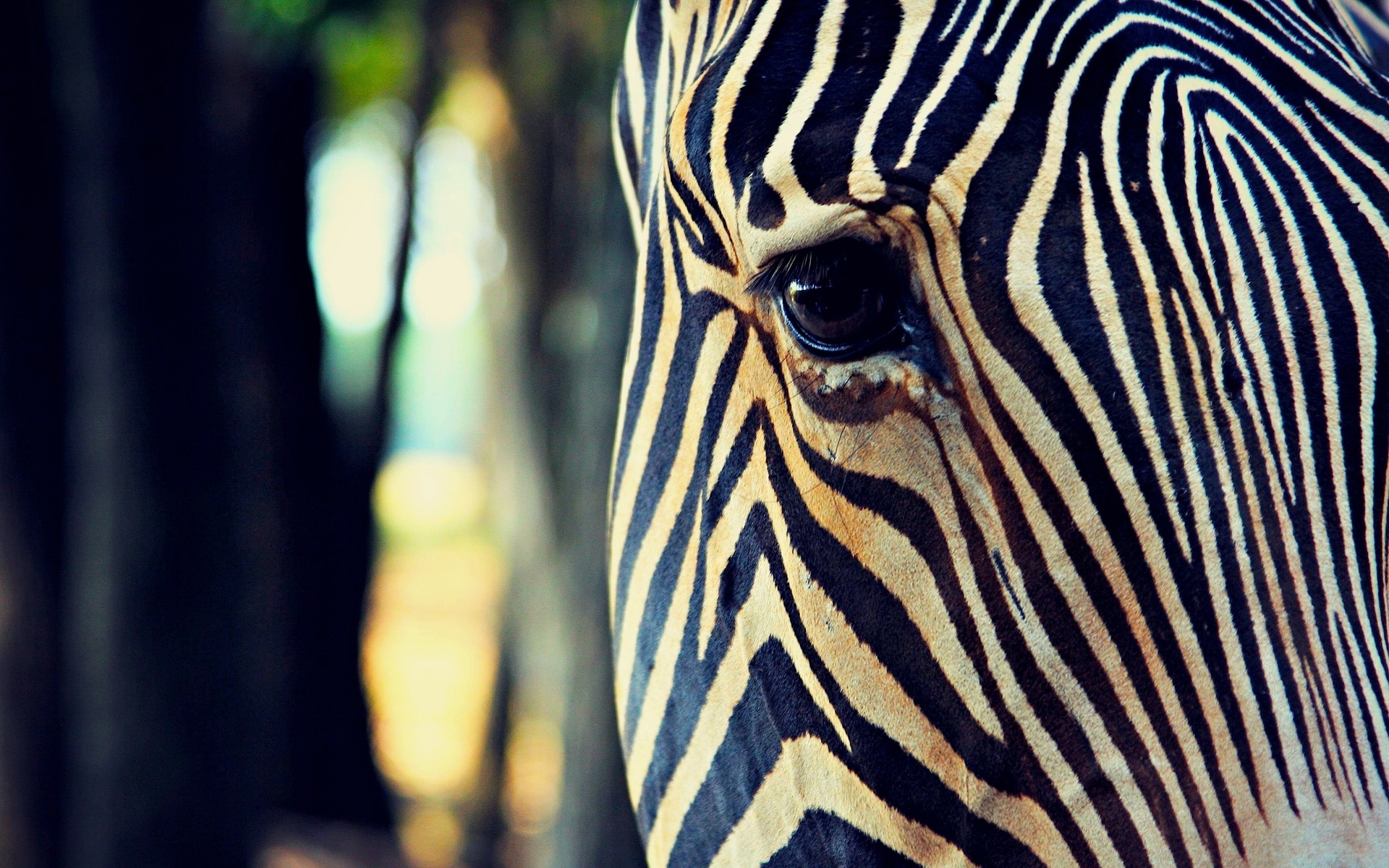 Handy-Wallpaper Tiere, Streifen, Auge, Zebra kostenlos herunterladen.