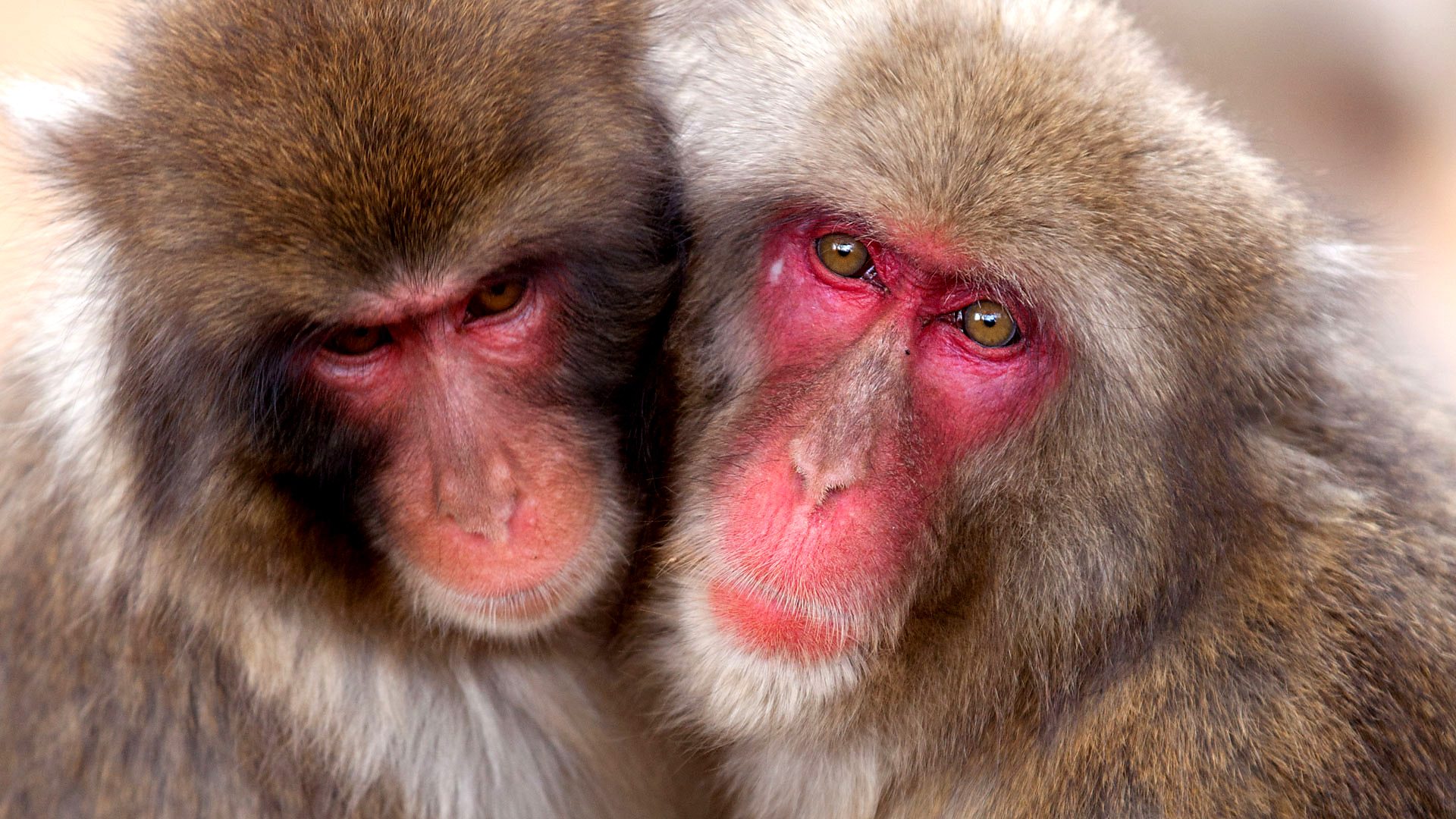 tv show, life story, japanese macaque