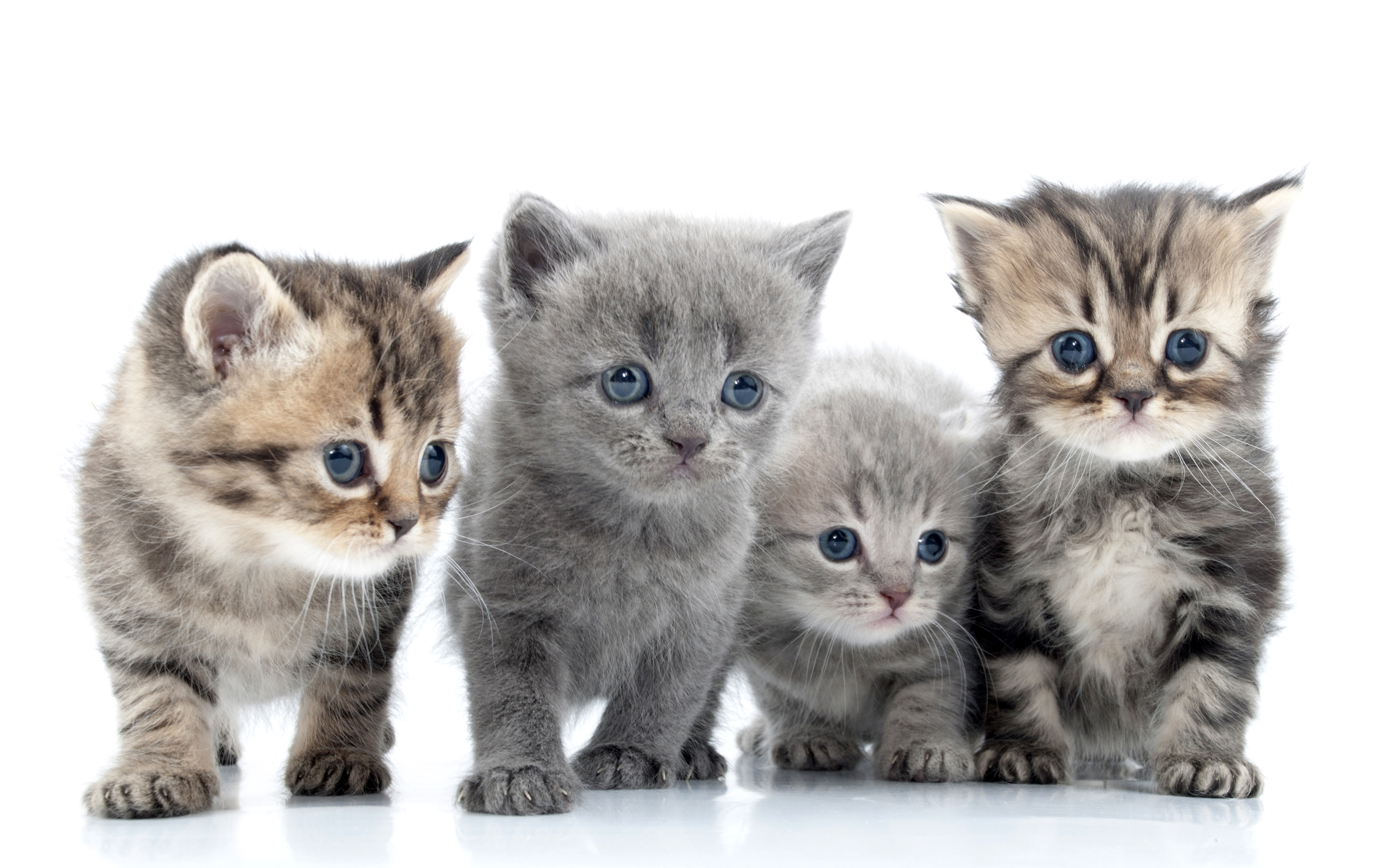 Free download wallpaper Cats, Cat, Kitten, Animal, Baby Animal on your PC desktop