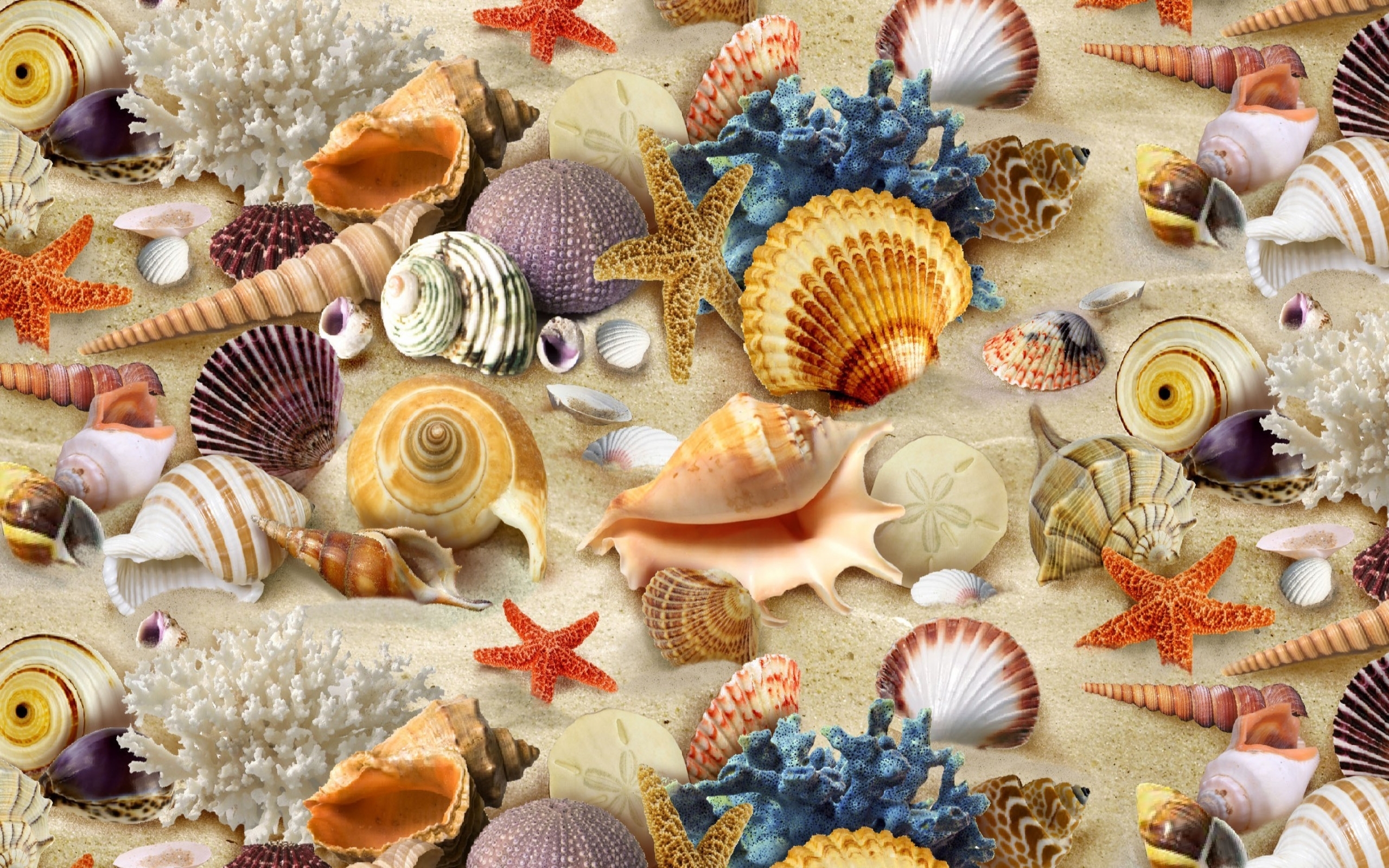 792343 descargar imagen estrella de mar, tierra/naturaleza, concha, vistoso, colores, coral, arena, vieira: fondos de pantalla y protectores de pantalla gratis