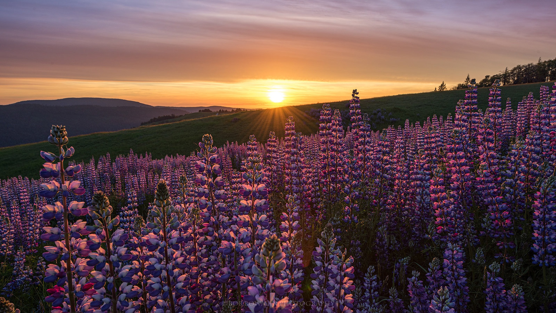 Téléchargez gratuitement l'image Coucher De Soleil, Fleur, Prairie, Californie, Lupin, Terre/nature sur le bureau de votre PC