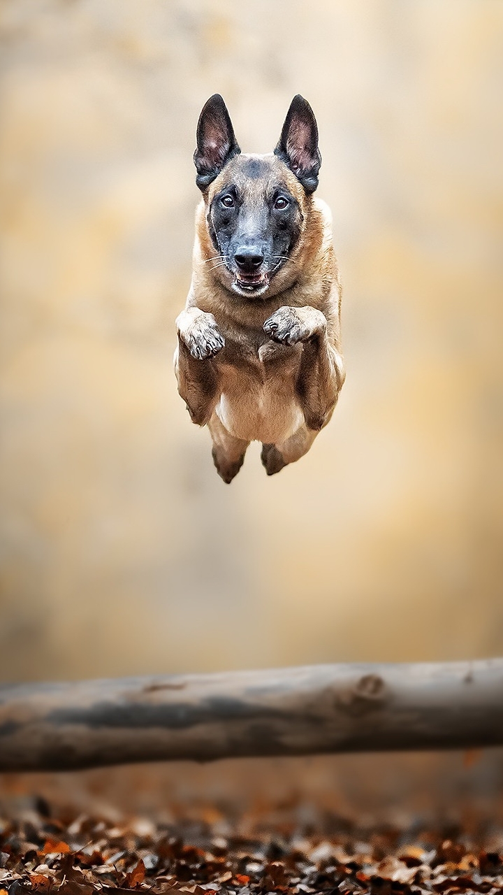 1188357 Bildschirmschoner und Hintergrundbilder Belgischer Schäferhund auf Ihrem Telefon. Laden Sie  Bilder kostenlos herunter