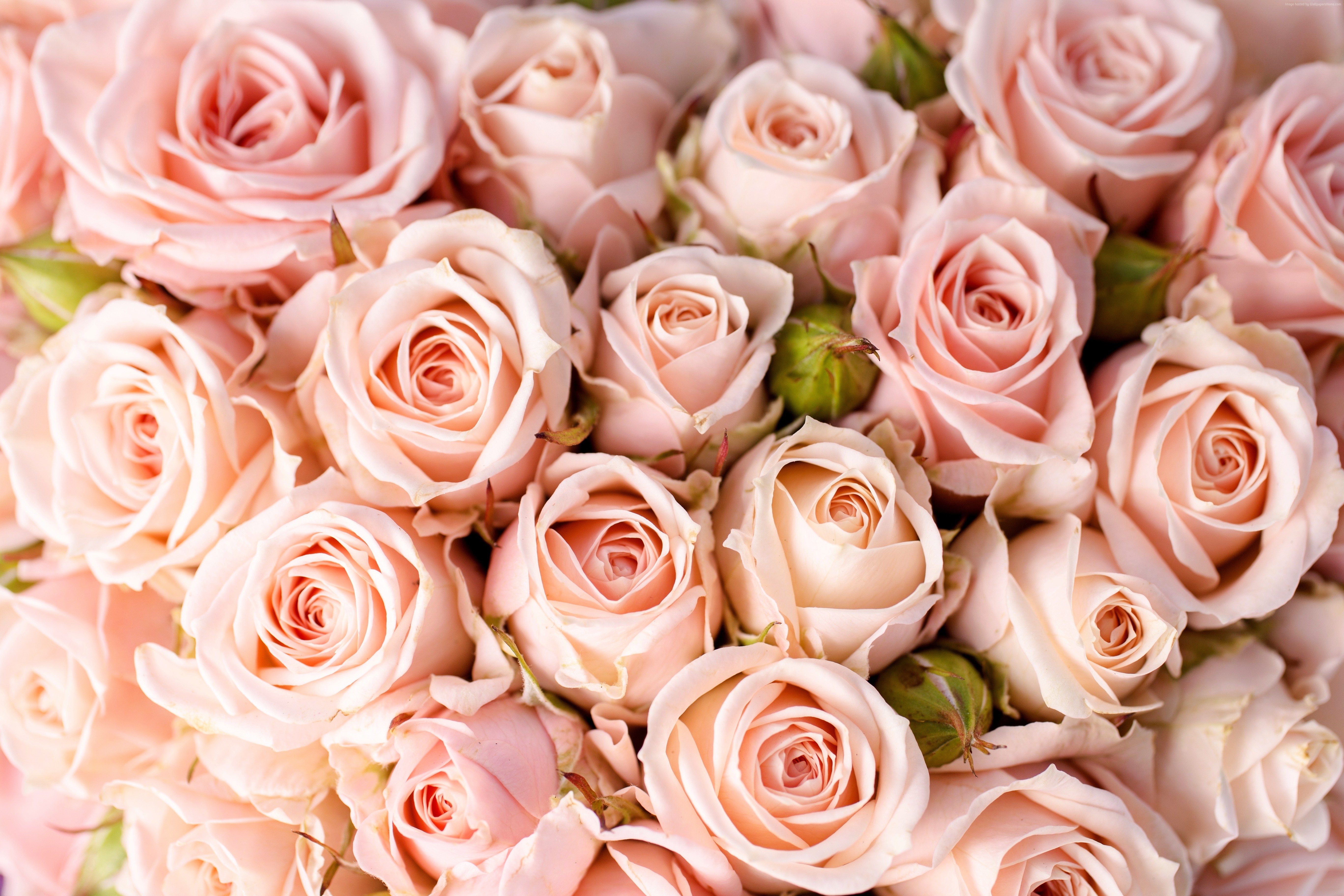 Скачать картинку Роза, Крупный План, Земля/природа, Розовый Цветок, Розовая Роза, Флауэрсы в телефон бесплатно.