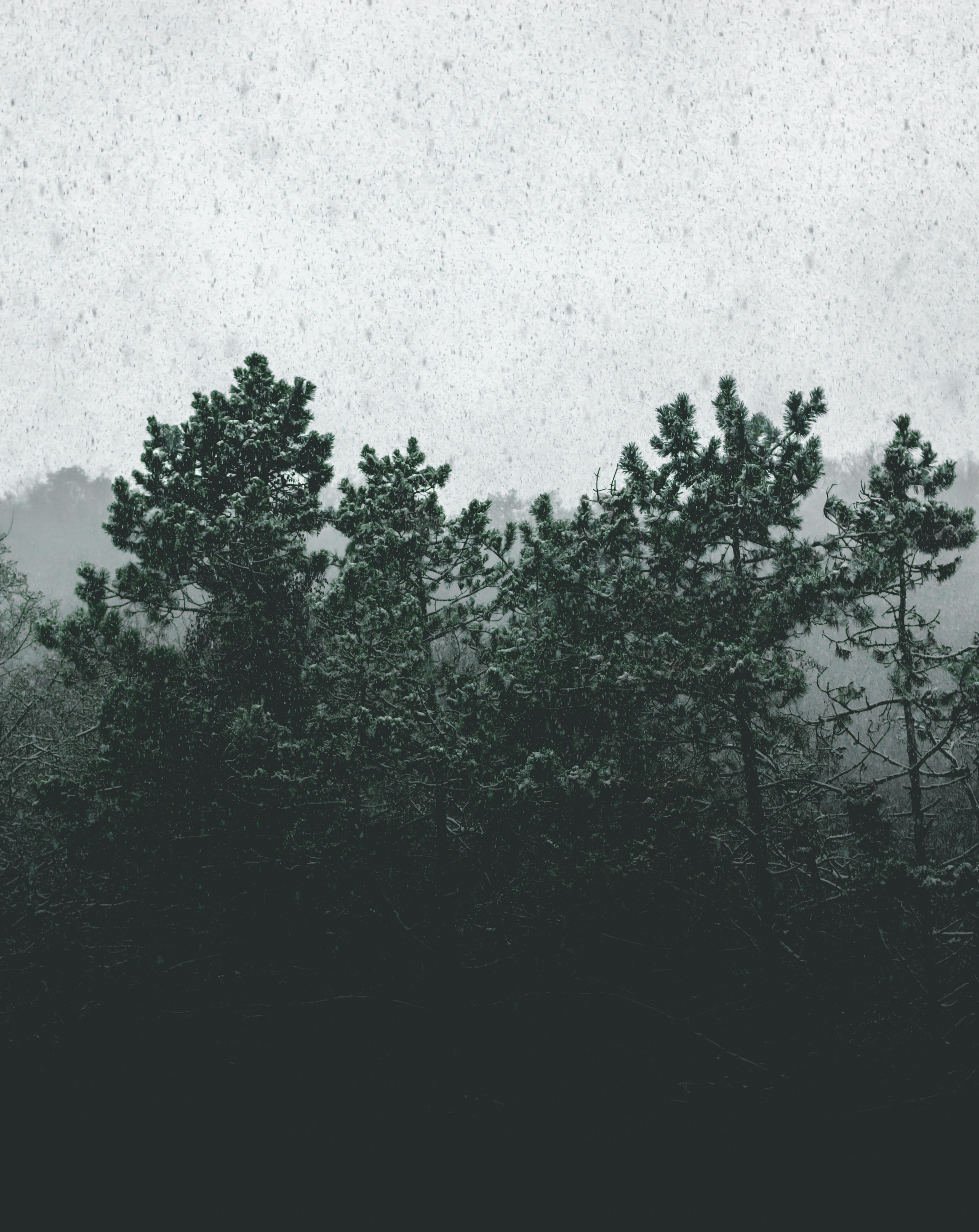 Скачать картинку Снегопад, Туман, Заснеженный, Деревья, Природа в телефон бесплатно.