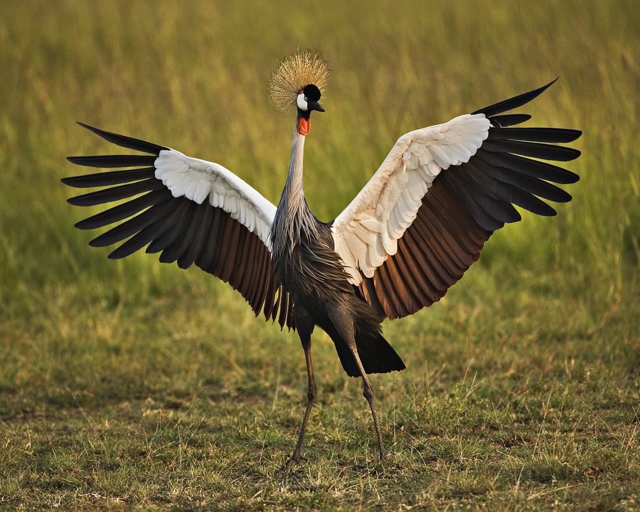 animal, grey crowned crane, crane