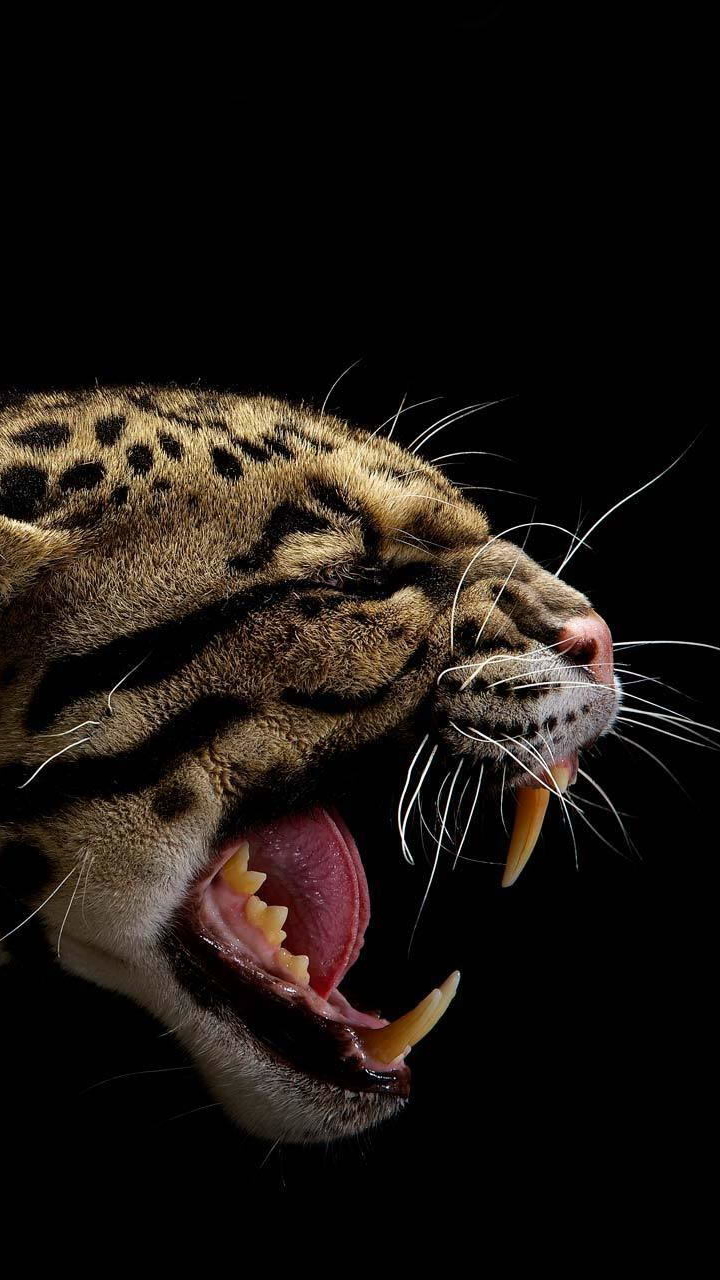 Download mobile wallpaper Cats, Animal, Clouded Leopard for free.