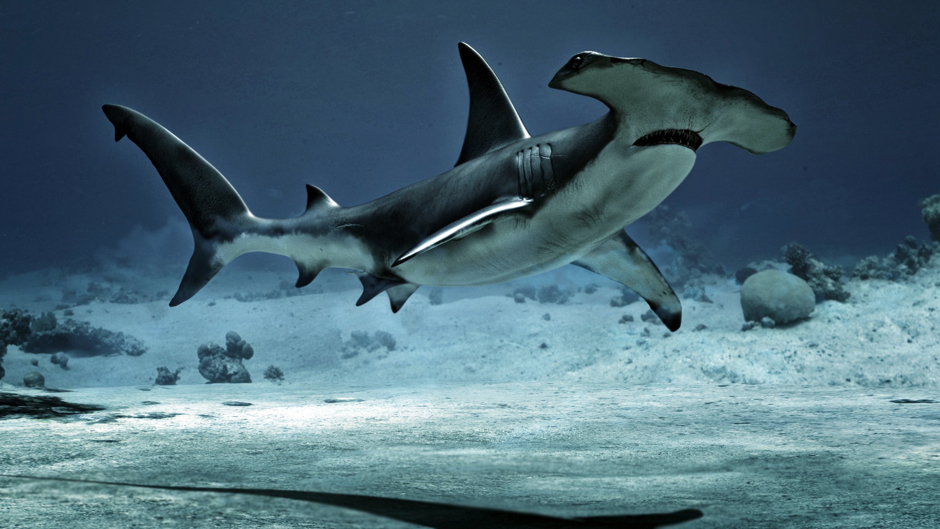 450693 Hintergrundbild herunterladen tiere, hai, fisch, hammerhai, unterwasser, haie - Bildschirmschoner und Bilder kostenlos