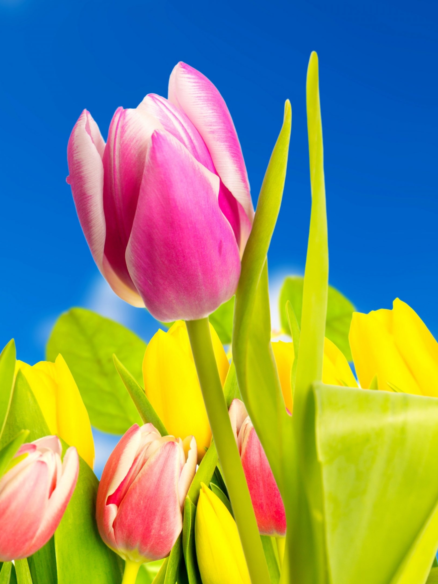 Скачать обои бесплатно Цветок, Земля, Весна, Тюльпан, Желтый Цветок, Земля/природа, Розовый Цветок, Флауэрсы картинка на рабочий стол ПК
