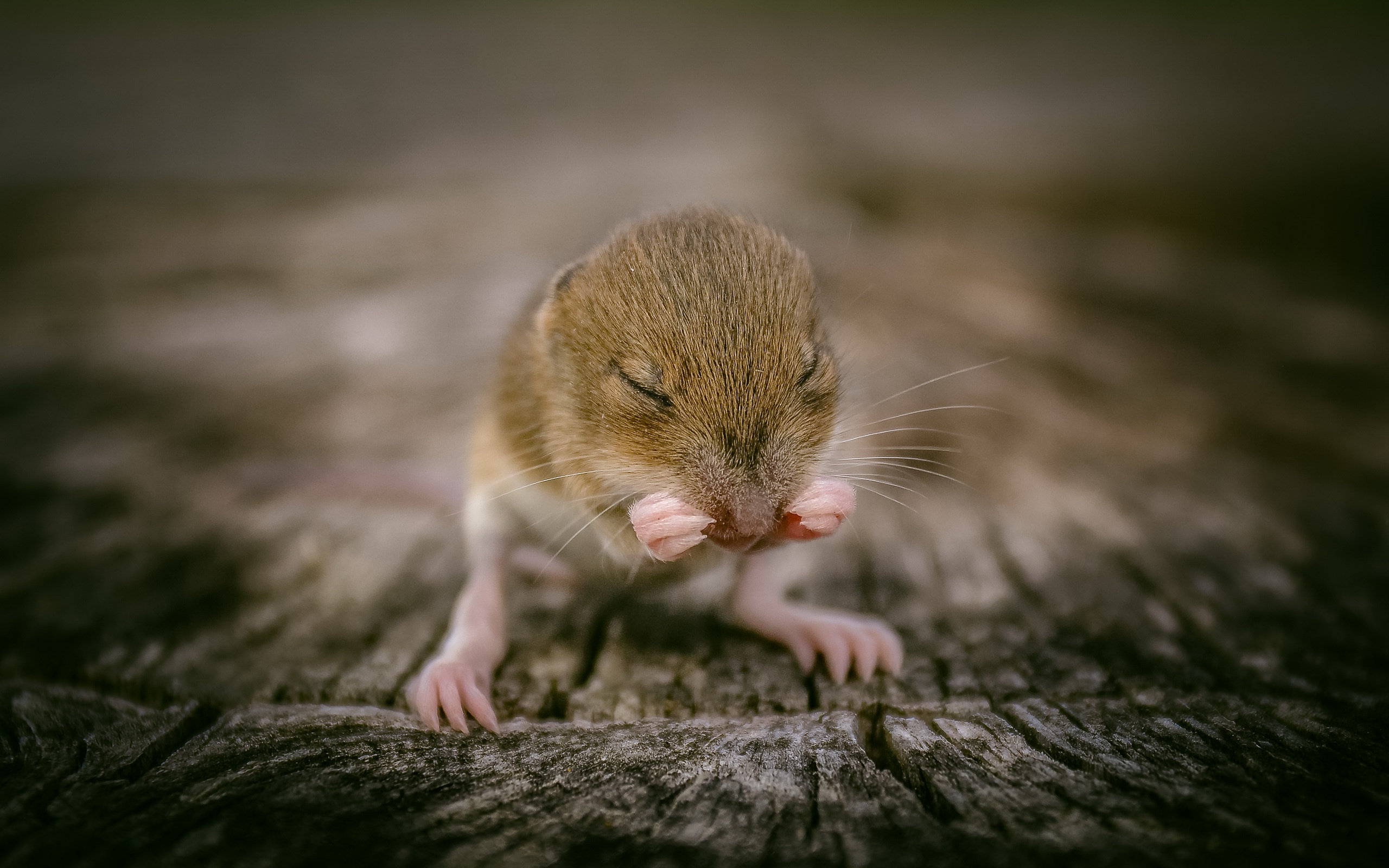 Download mobile wallpaper Animal, Mouse, Rodent, Cute for free.