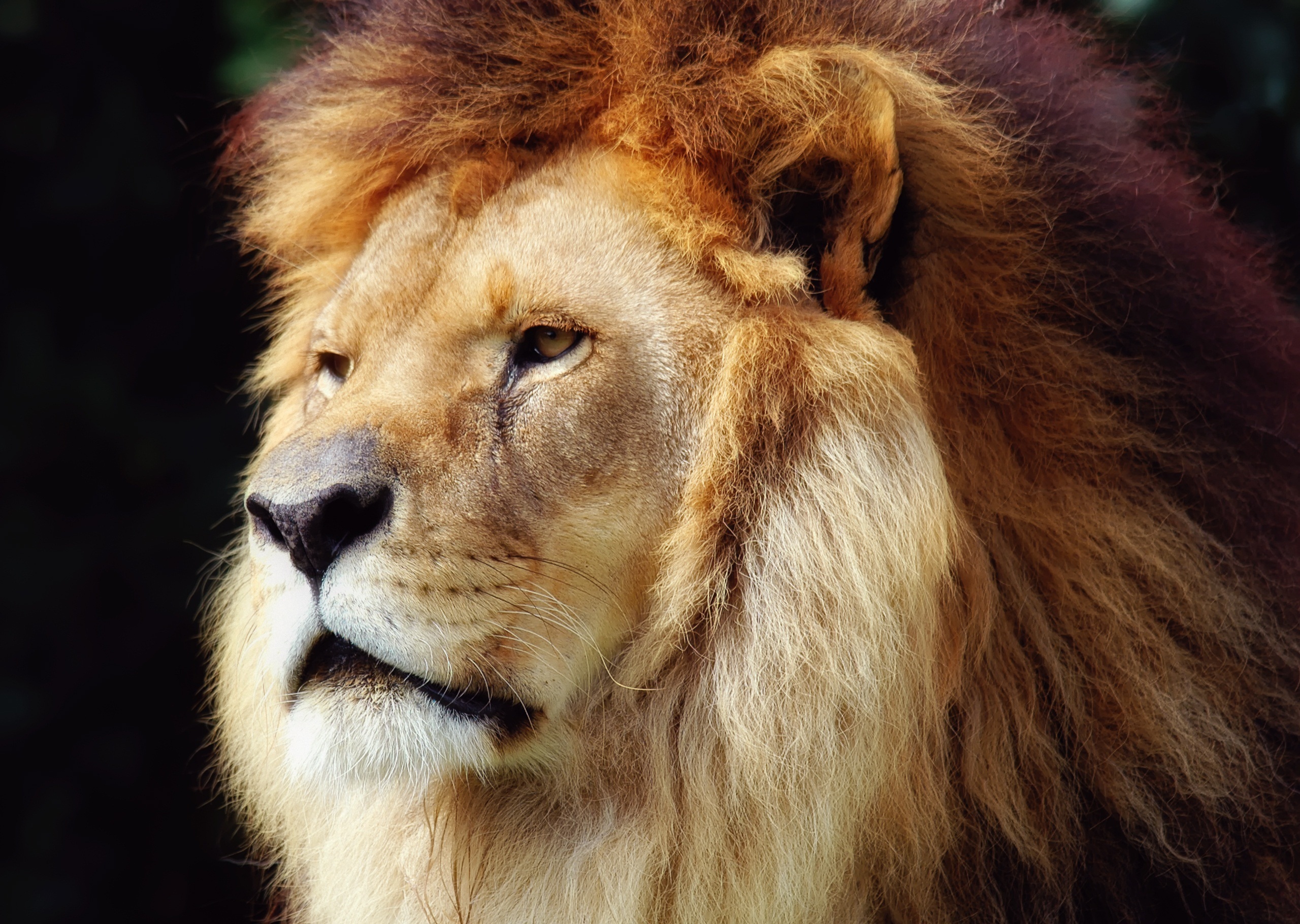 Download mobile wallpaper Cats, Lion, Animal for free.