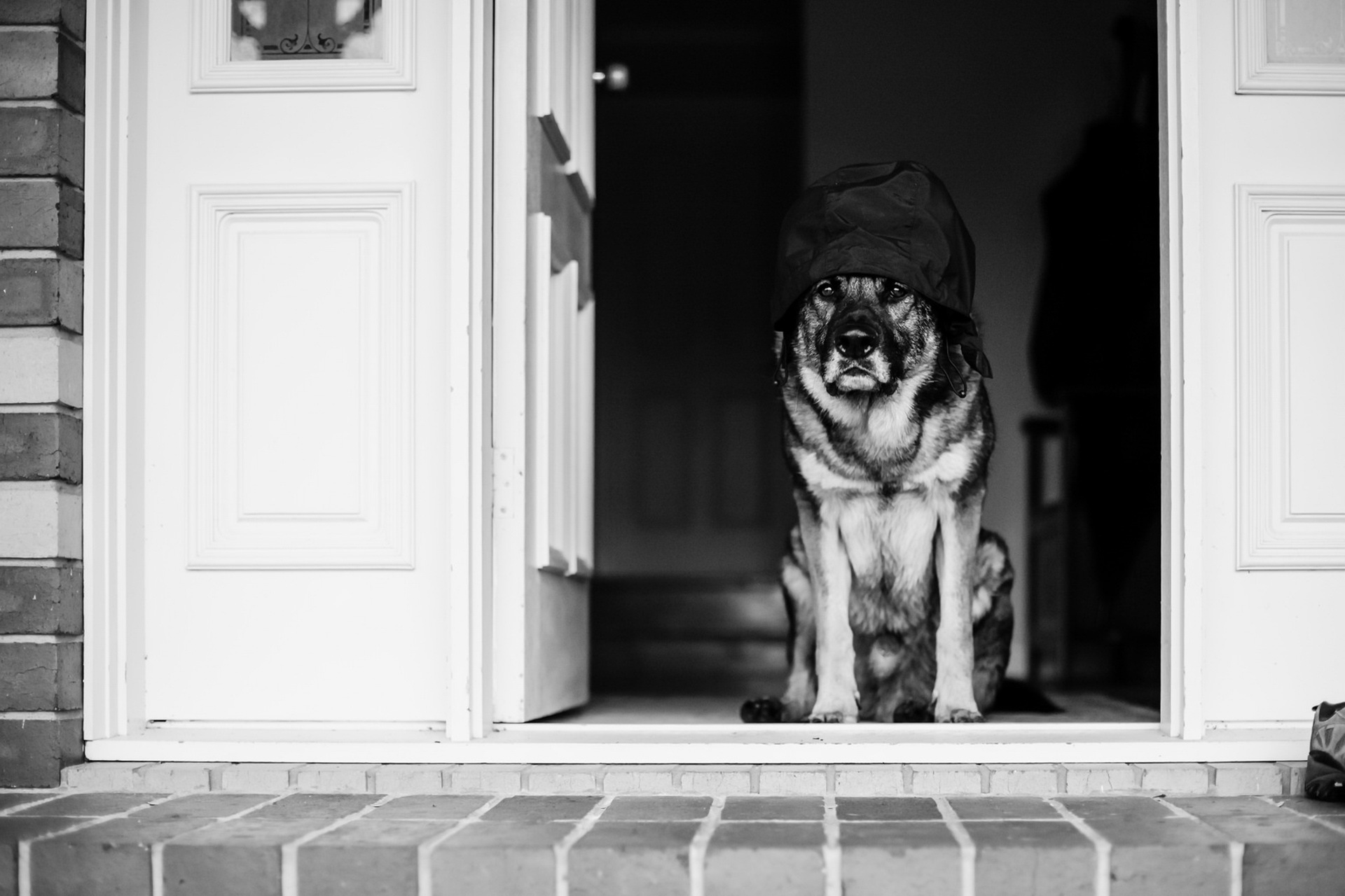 Descarga gratuita de fondo de pantalla para móvil de Animales, Perros, Perro, Blanco Y Negro, Sombrero.