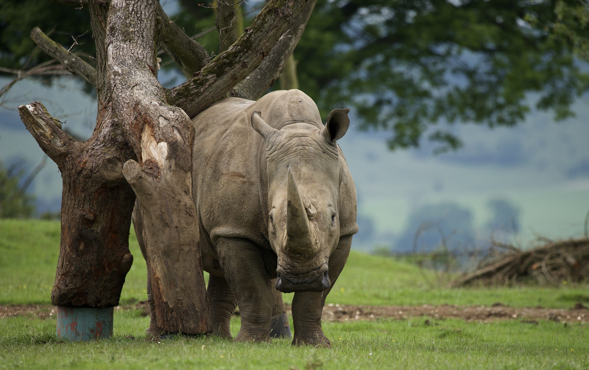Baixe gratuitamente a imagem Rinoceronte, Animais na área de trabalho do seu PC