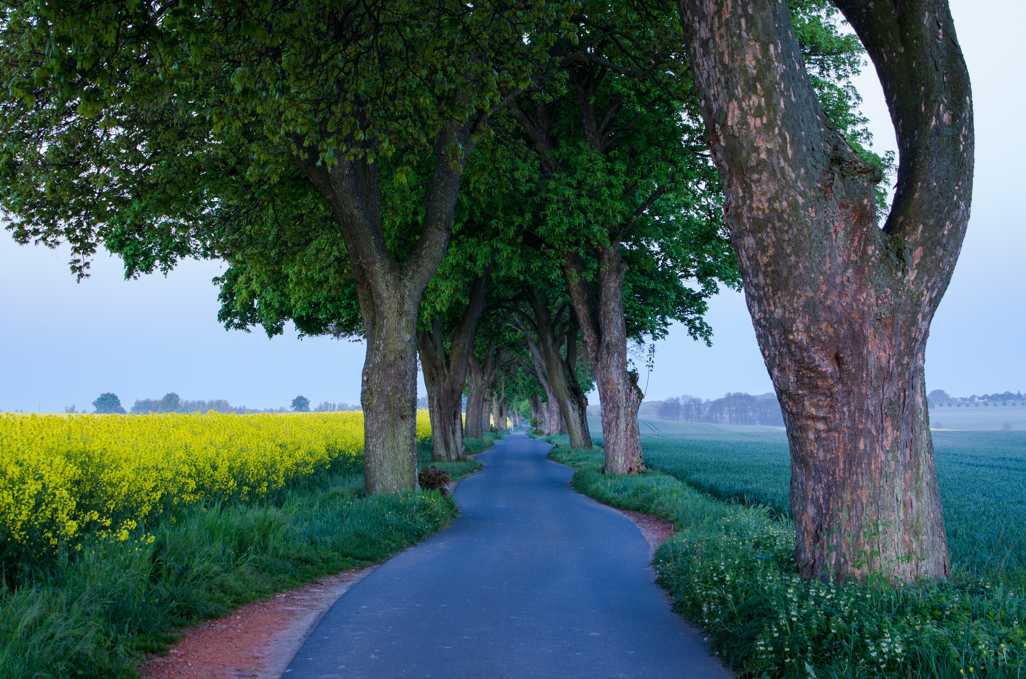 man made, road, field, rapeseed, tree, tree lined, yellow flower