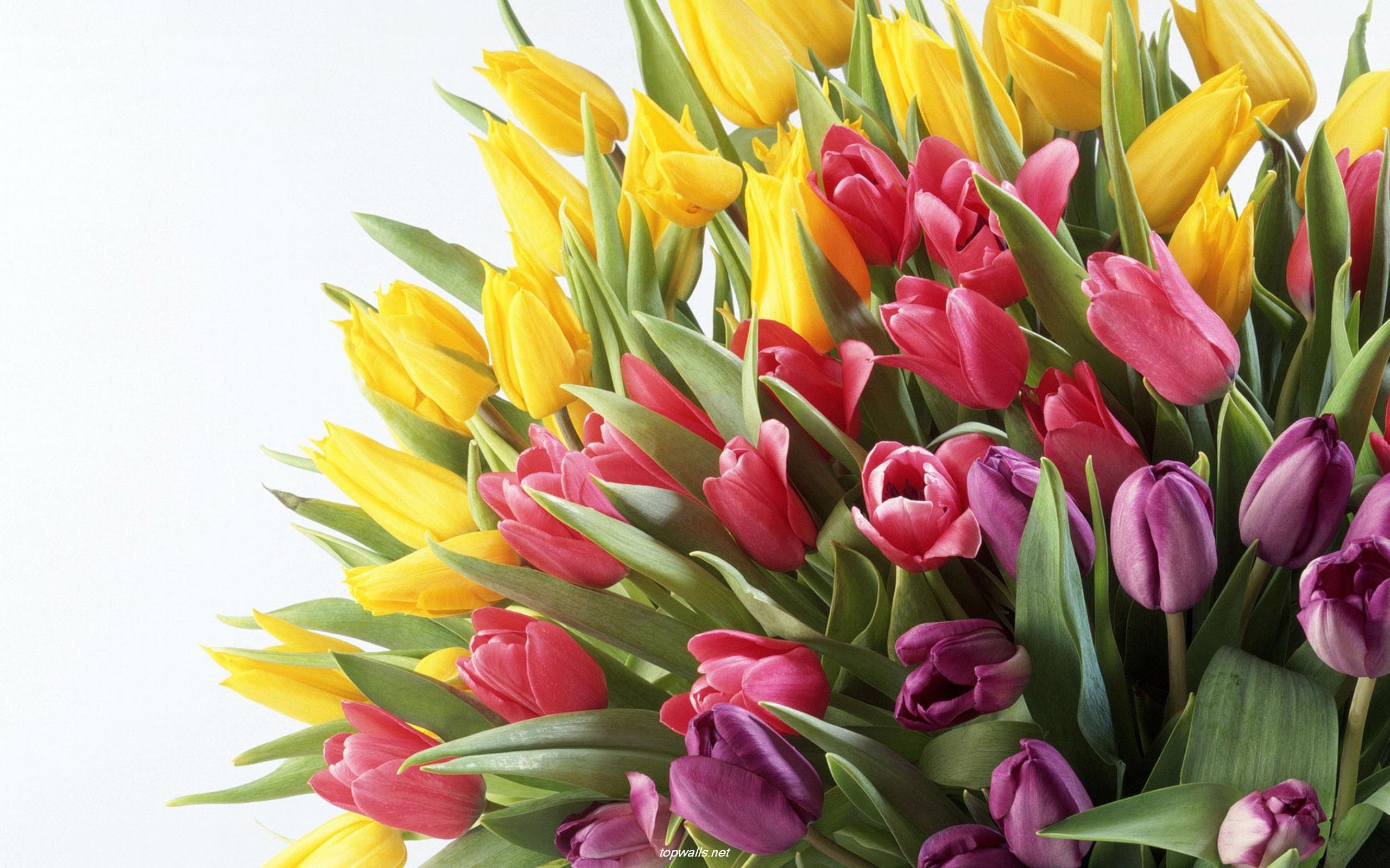 Handy-Wallpaper Blumen, Nahansicht, Tulpe, Gelbe Blume, Lila Blume, Erde/natur, Pinke Blume kostenlos herunterladen.