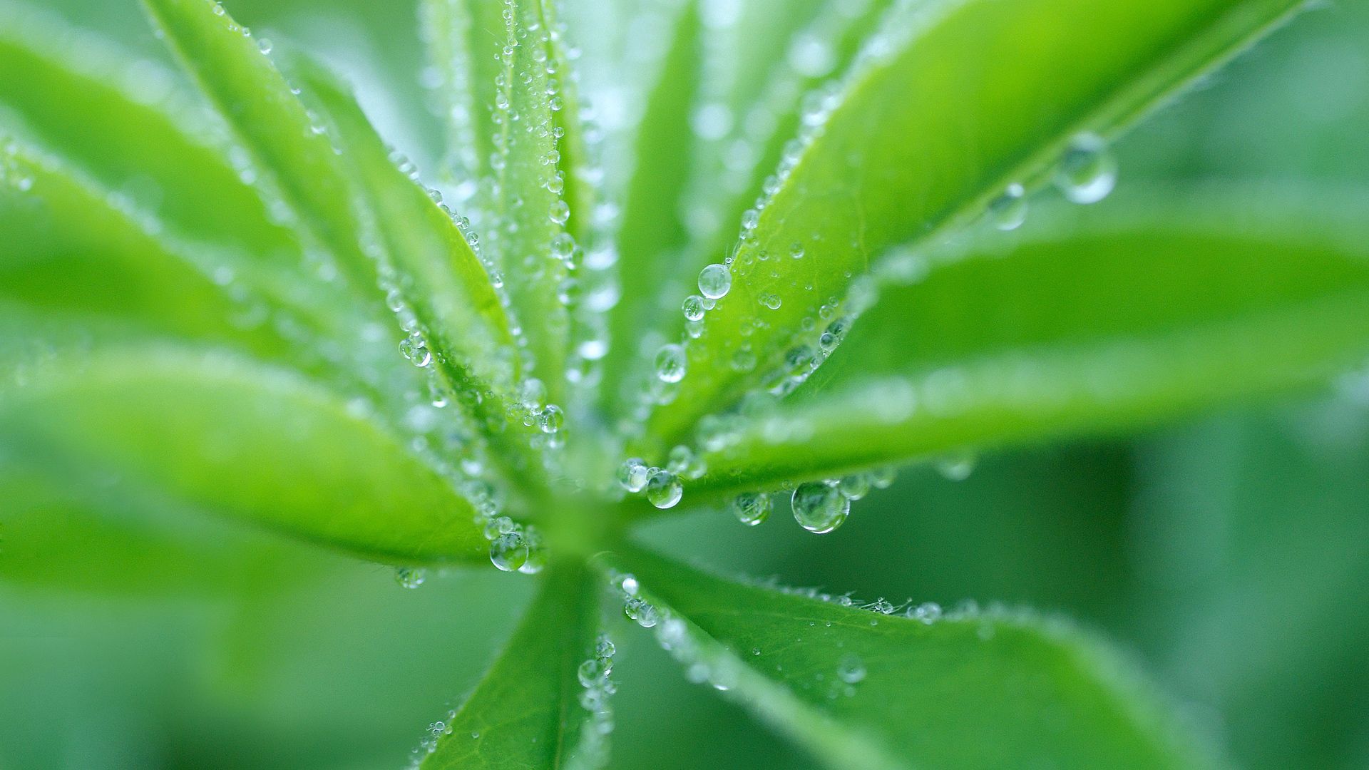 Download mobile wallpaper Grass, Macro, Dew, Plant, Drops for free.