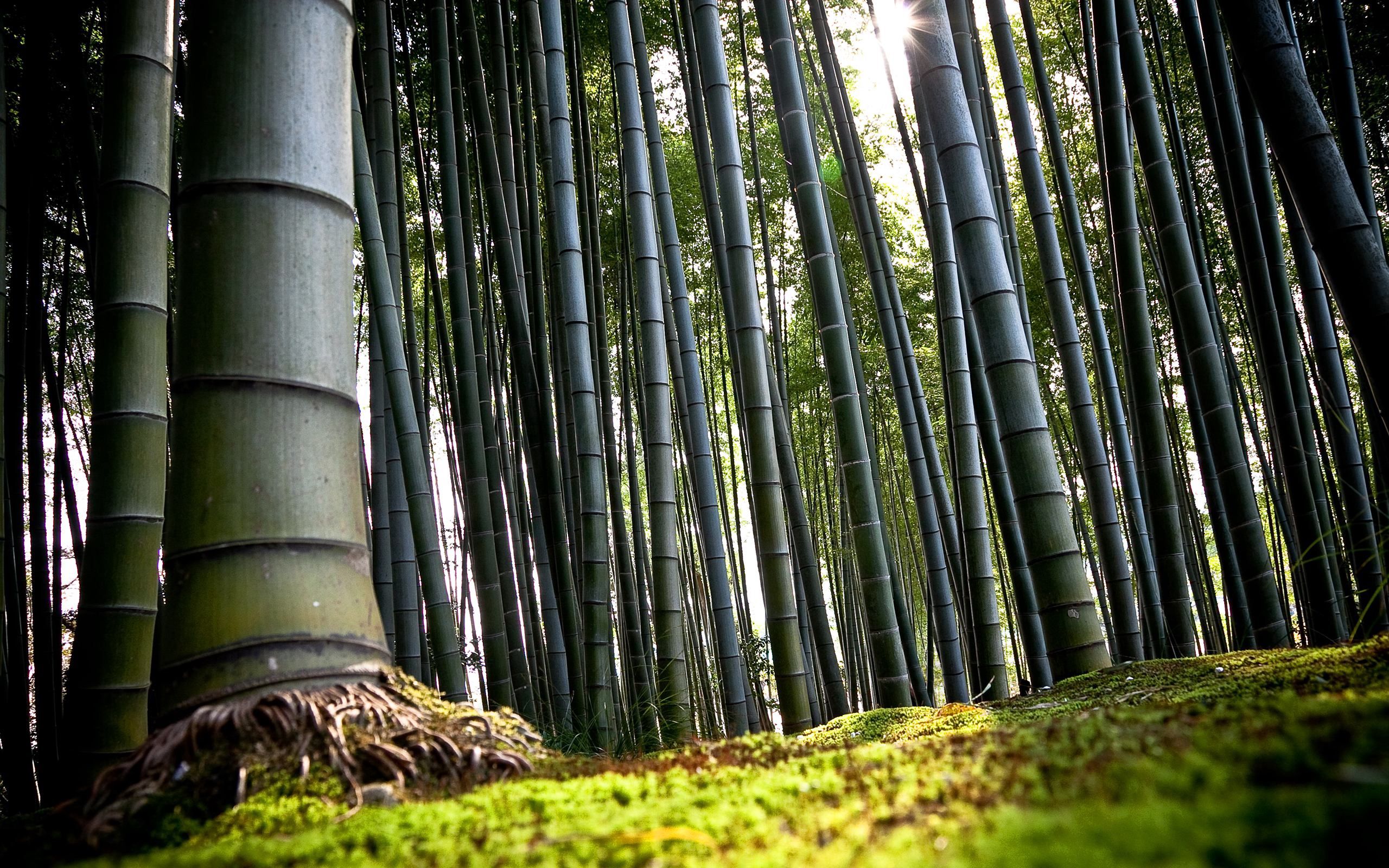 68995 скачать обои бамбук, природа, земля, зеленый, корни, стебли - заставки и картинки бесплатно