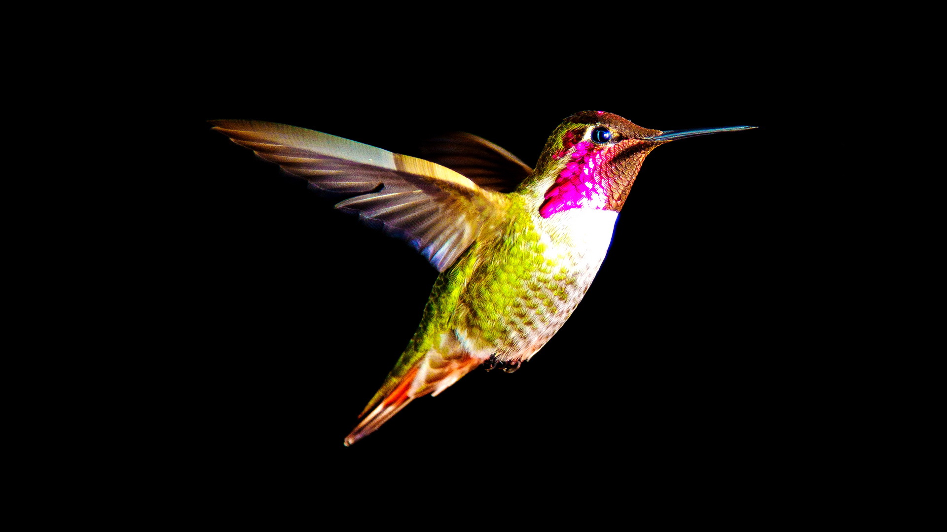 Download mobile wallpaper Animal, Hummingbird for free.