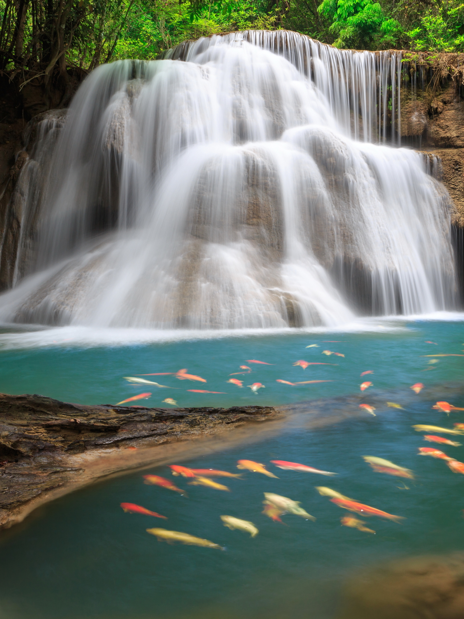 PCデスクトップに自然, 滝, 魚, 地球, 鯉画像を無料でダウンロード