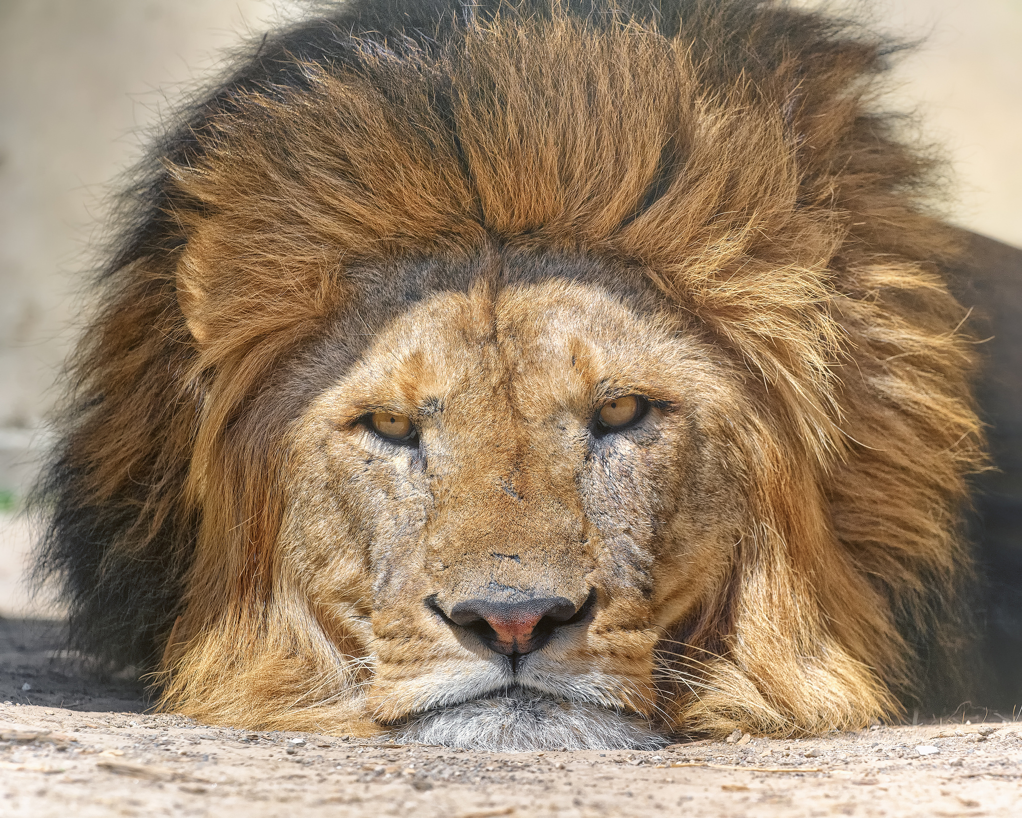 PCデスクトップに動物, ライオン, 猫, 閉じる, 顔画像を無料でダウンロード