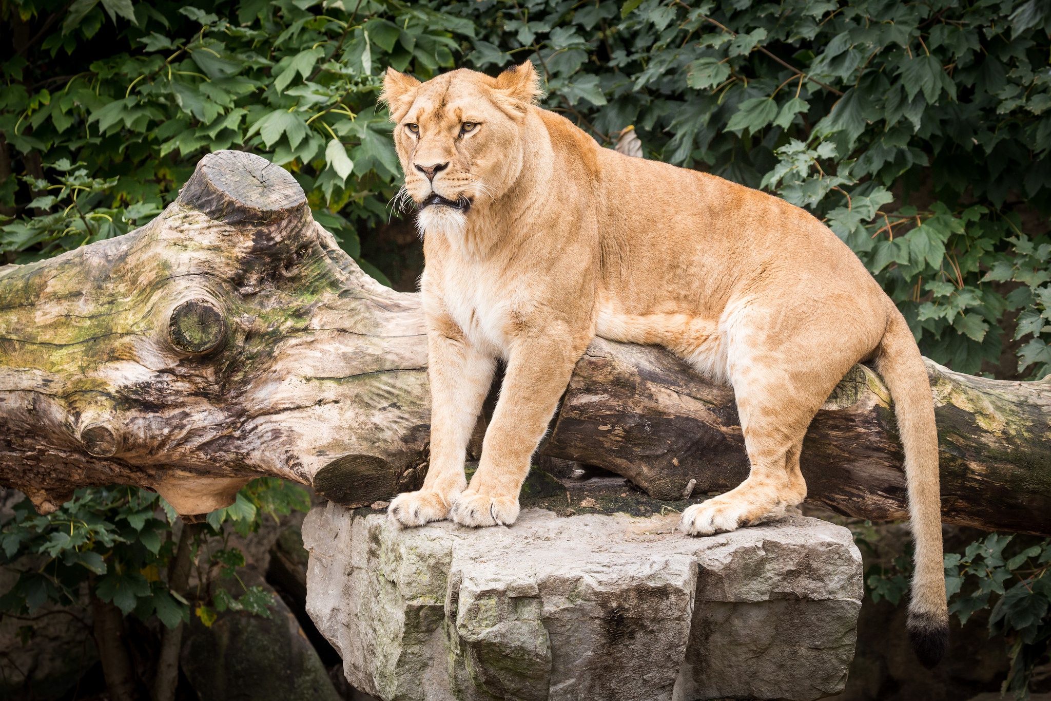 Téléchargez gratuitement l'image Lion, Chats, Animaux sur le bureau de votre PC